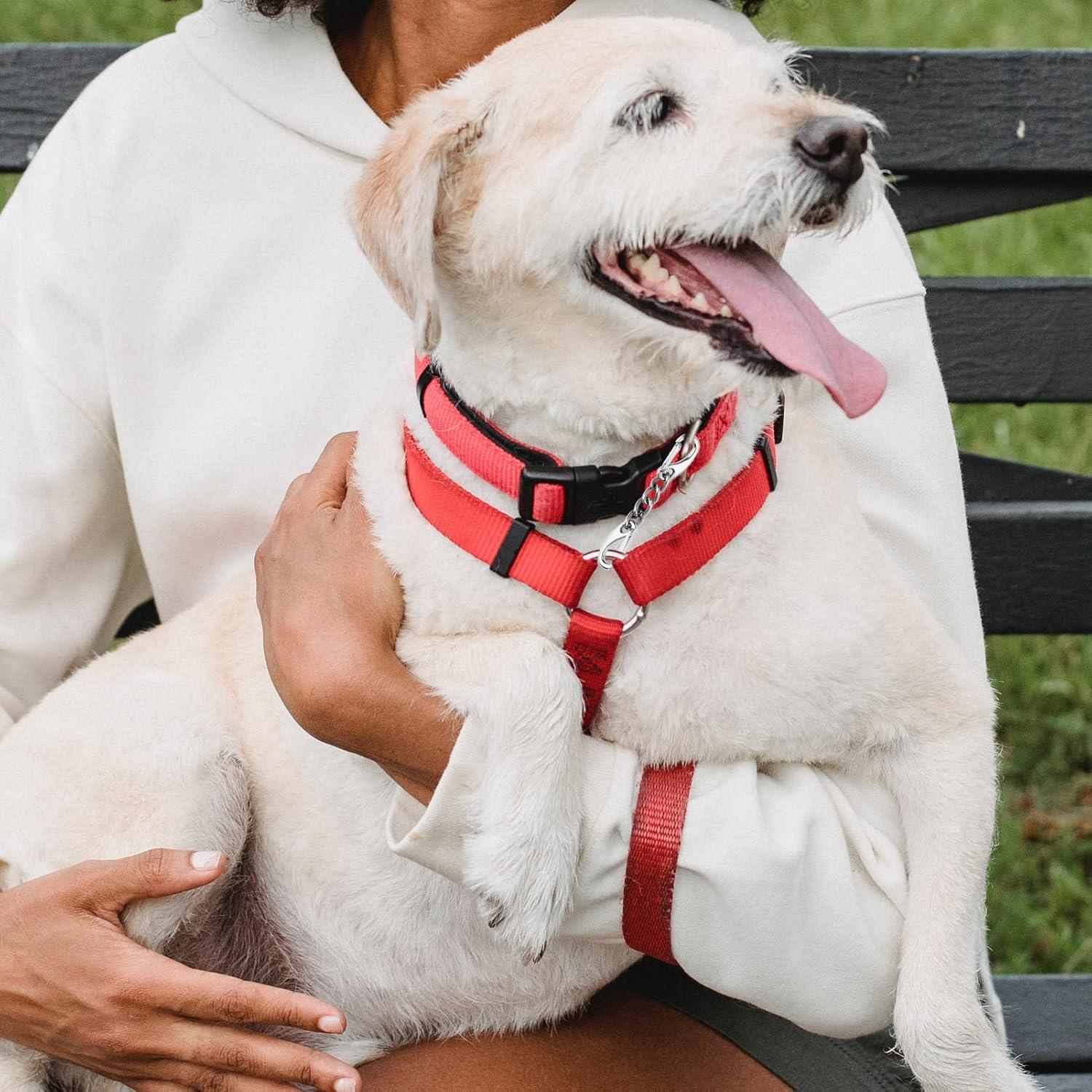 Clip de Seguridad para Collar de Perro JIPIMON - Acero Inoxidable, 2 Piezas