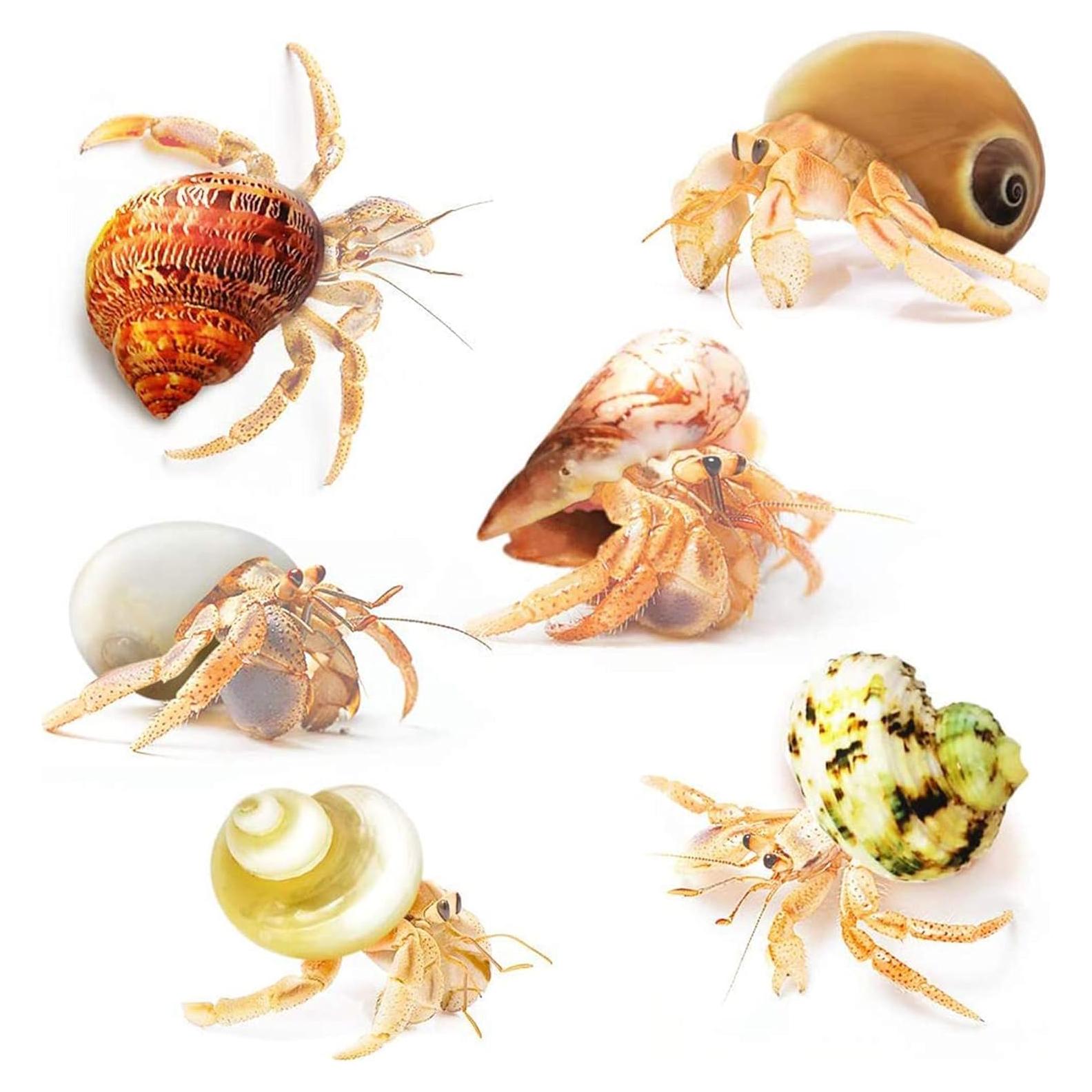 Conchas de Cangrejo Ermitaño JOR - 6 Piezas Medianas y Grandes