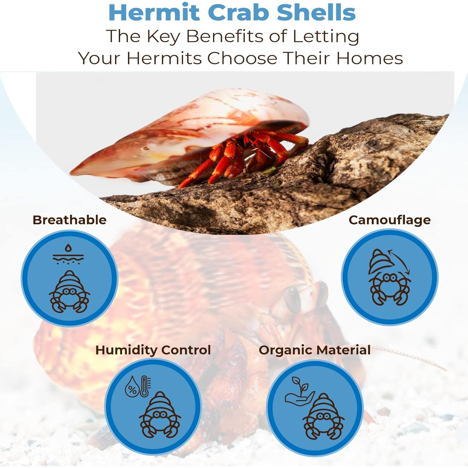 Conchas de Cangrejo Ermitaño JOR - 6 Piezas Medianas y Grandes