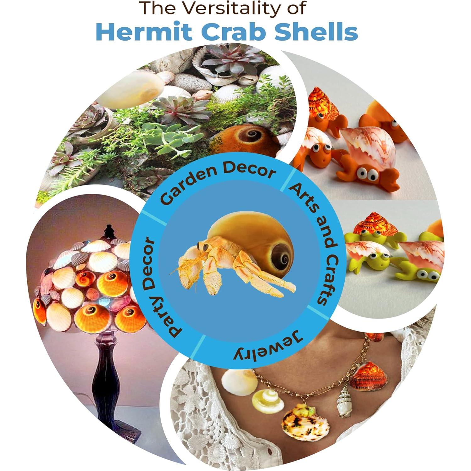 Conchas de Cangrejo Ermitaño JOR - 6 Piezas Medianas y Grandes