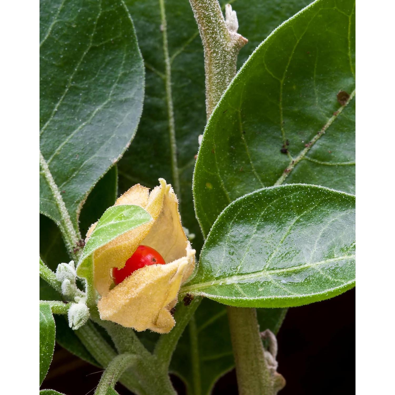 Extracto Líquido de Ashwagandha Orgánico Herb Pharm 30 ml