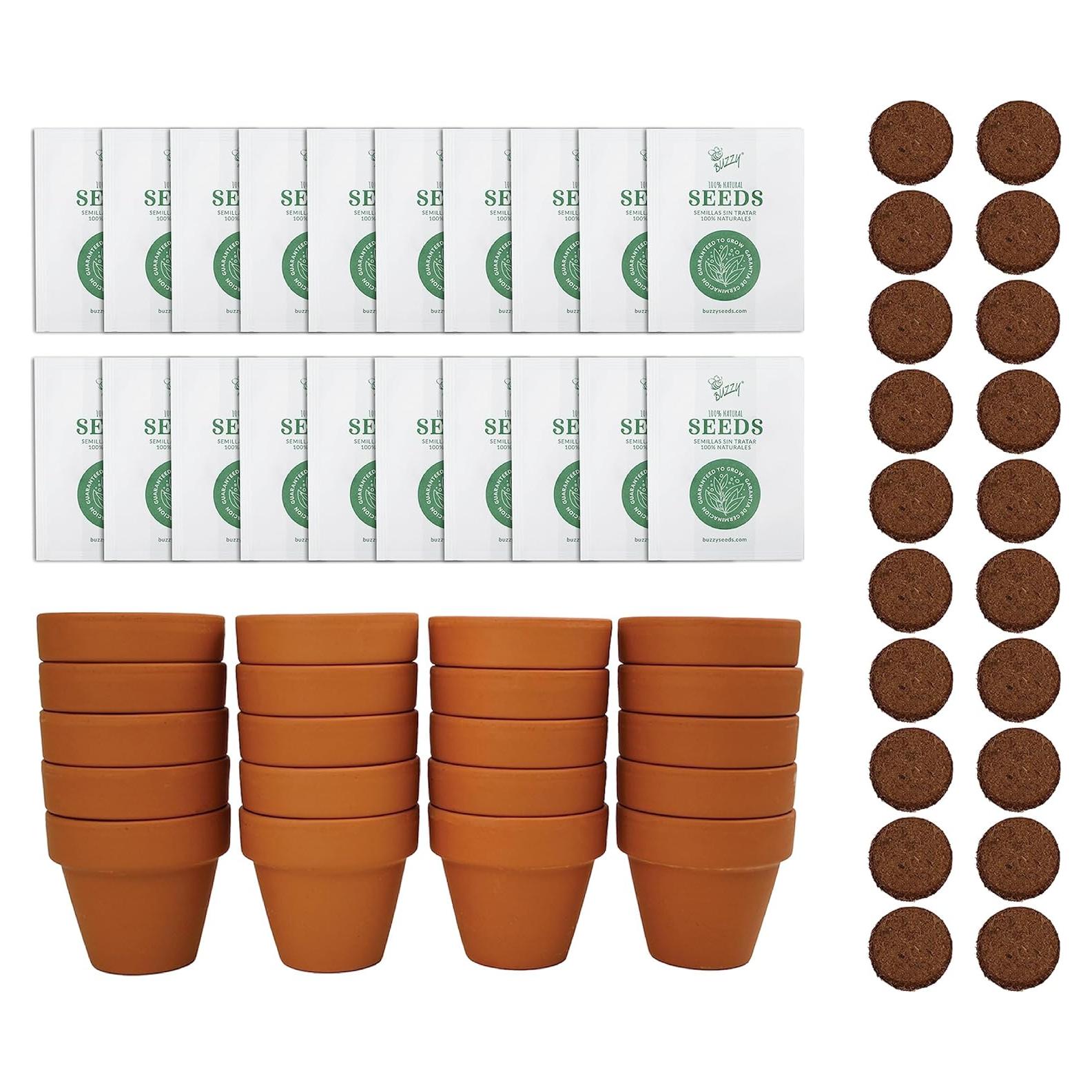 Semillas de Margarita BUZZY con Macetas de Terracota 5cm - 20 Unidades