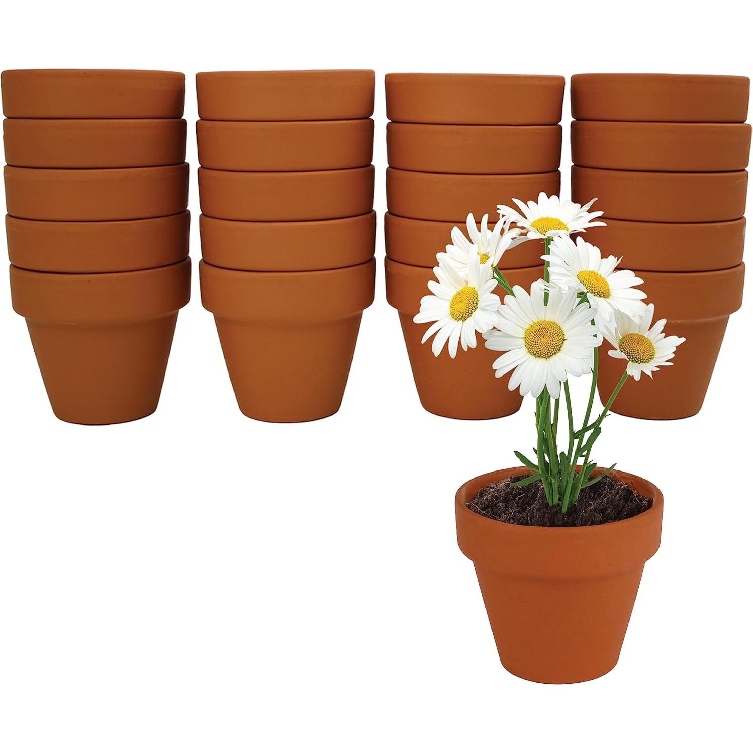 Semillas de Margarita BUZZY con Macetas de Terracota 5cm - 20 Unidades