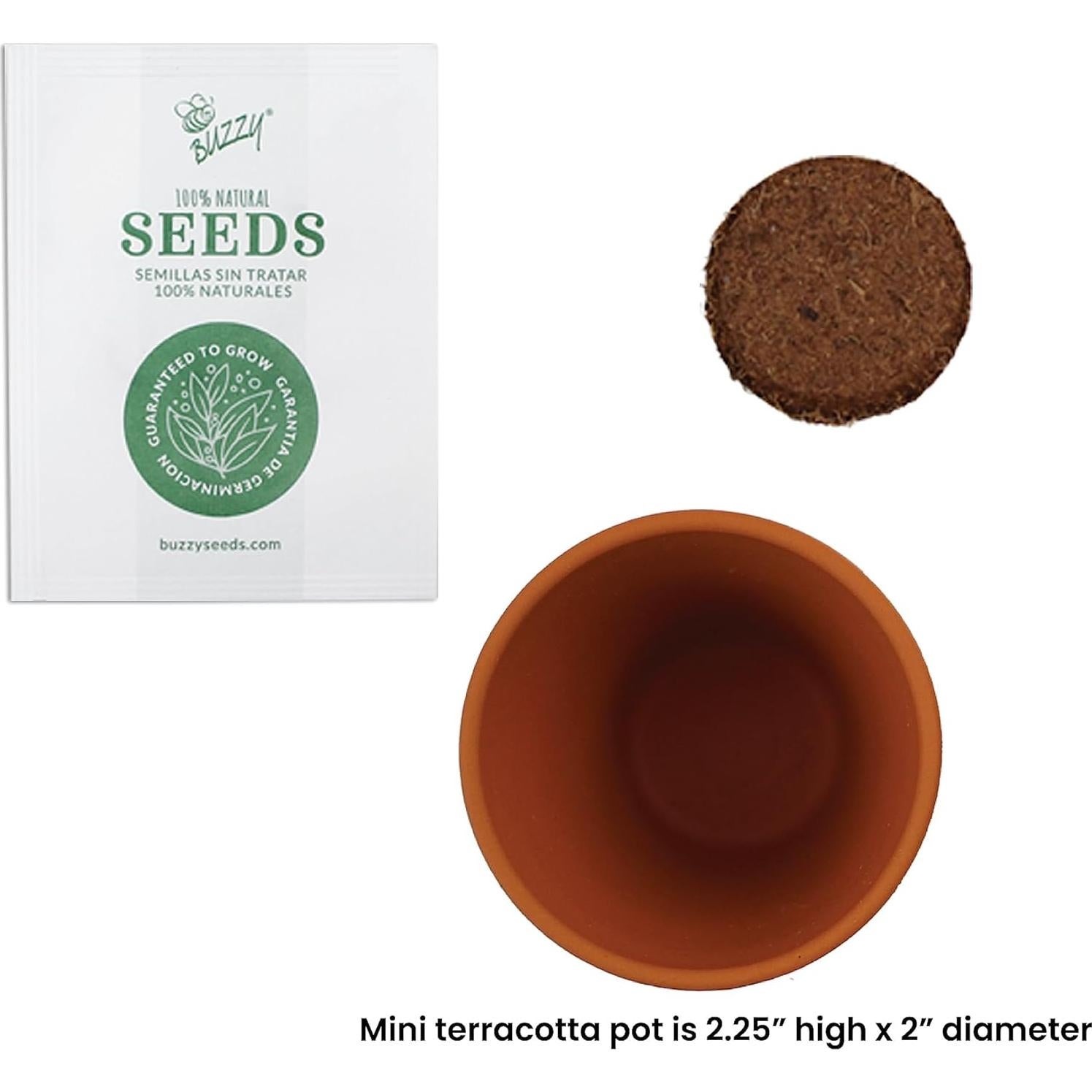Semillas de Margarita BUZZY con Macetas de Terracota 5cm - 20 Unidades