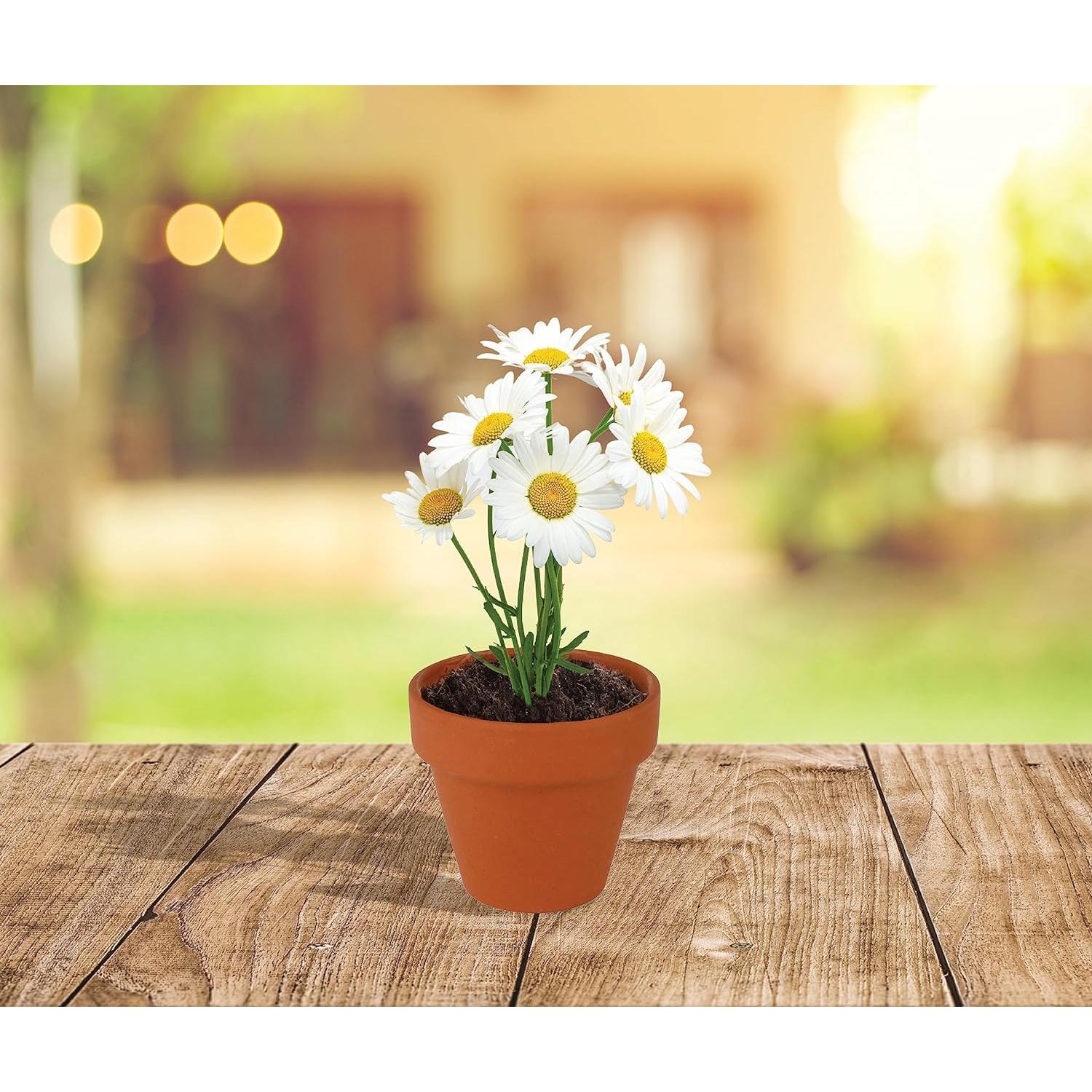 Semillas de Margarita BUZZY con Macetas de Terracota 5cm - 20 Unidades