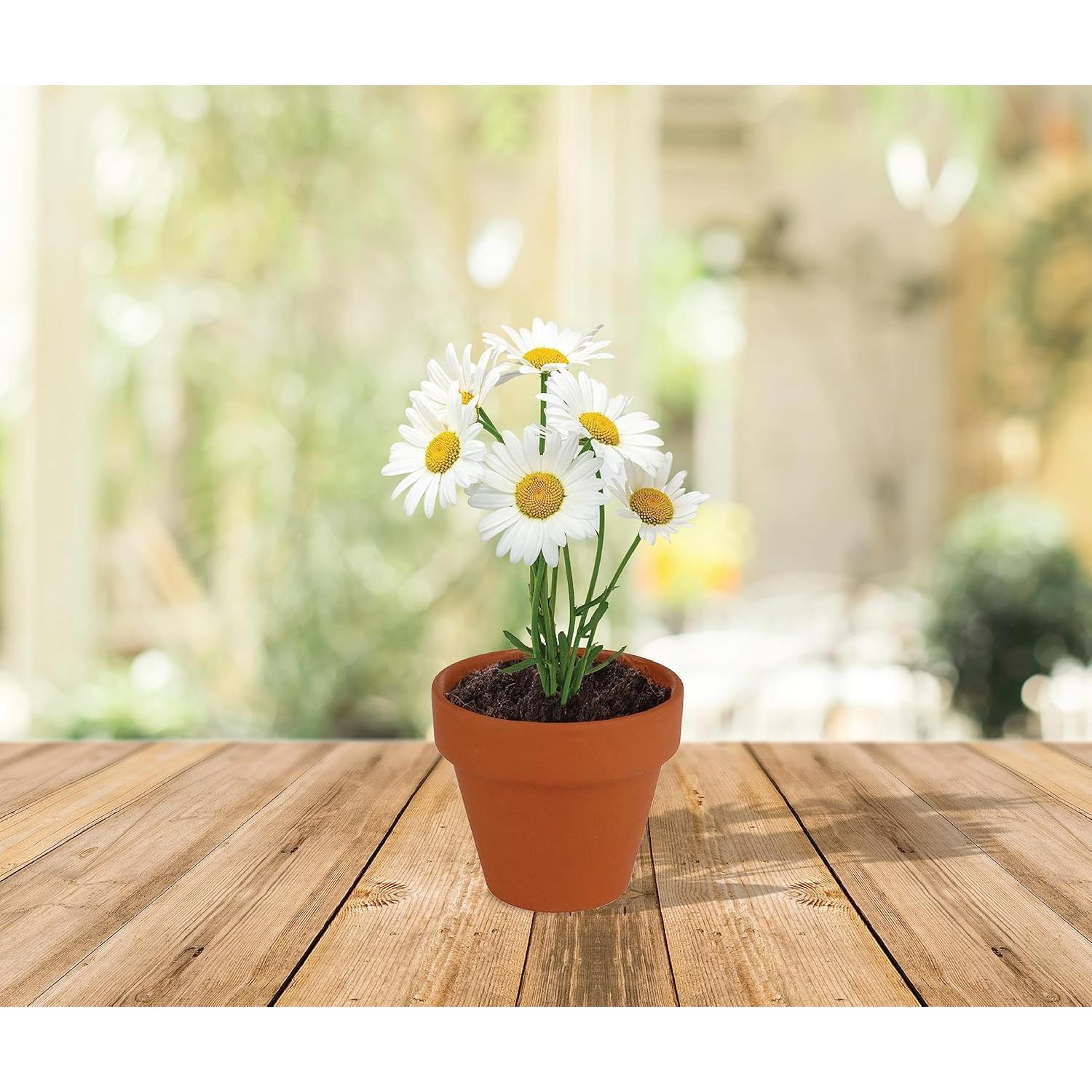 Semillas de Margarita BUZZY con Macetas de Terracota 5cm - 20 Unidades