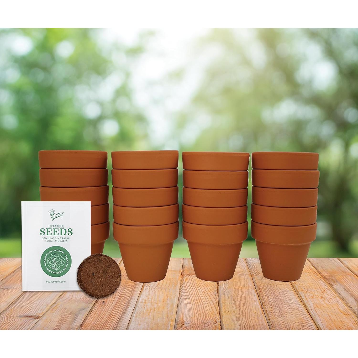 Semillas de Margarita BUZZY con Macetas de Terracota 5cm - 20 Unidades