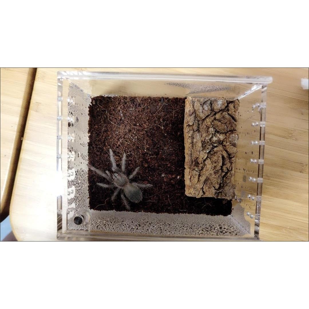 Caja de cría de insectos AWXZOM 10x8.5x6cm Acrílico Transparente