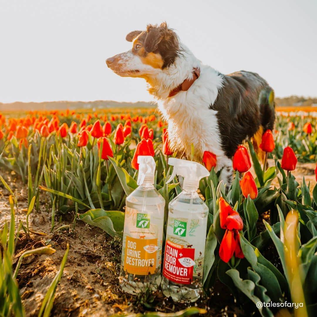 Eliminador de Manchas y Olores para Perros Solo Natural 1L