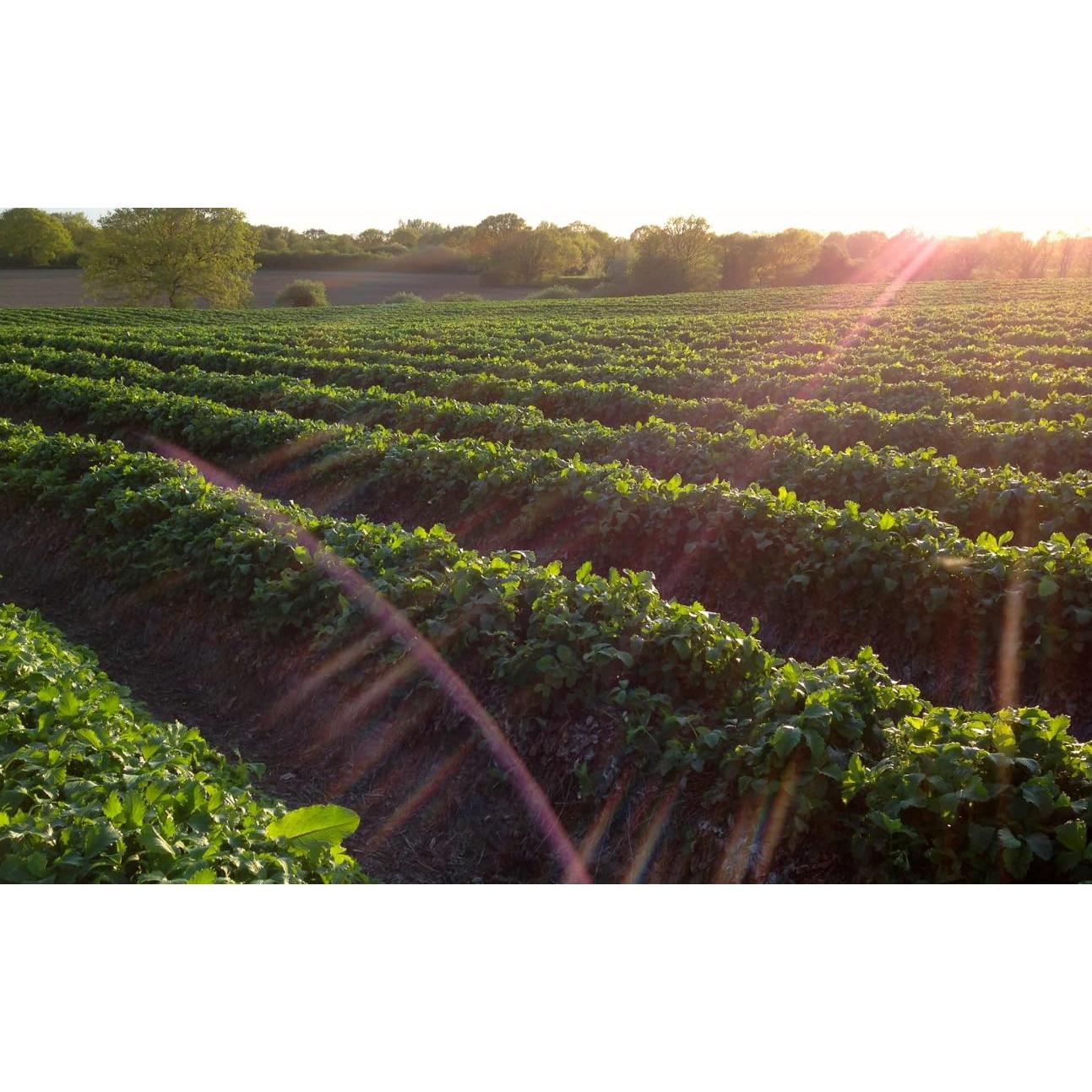 Conserva de Albaricoque Tiptree 28.35g - Paquete de 72 frascos