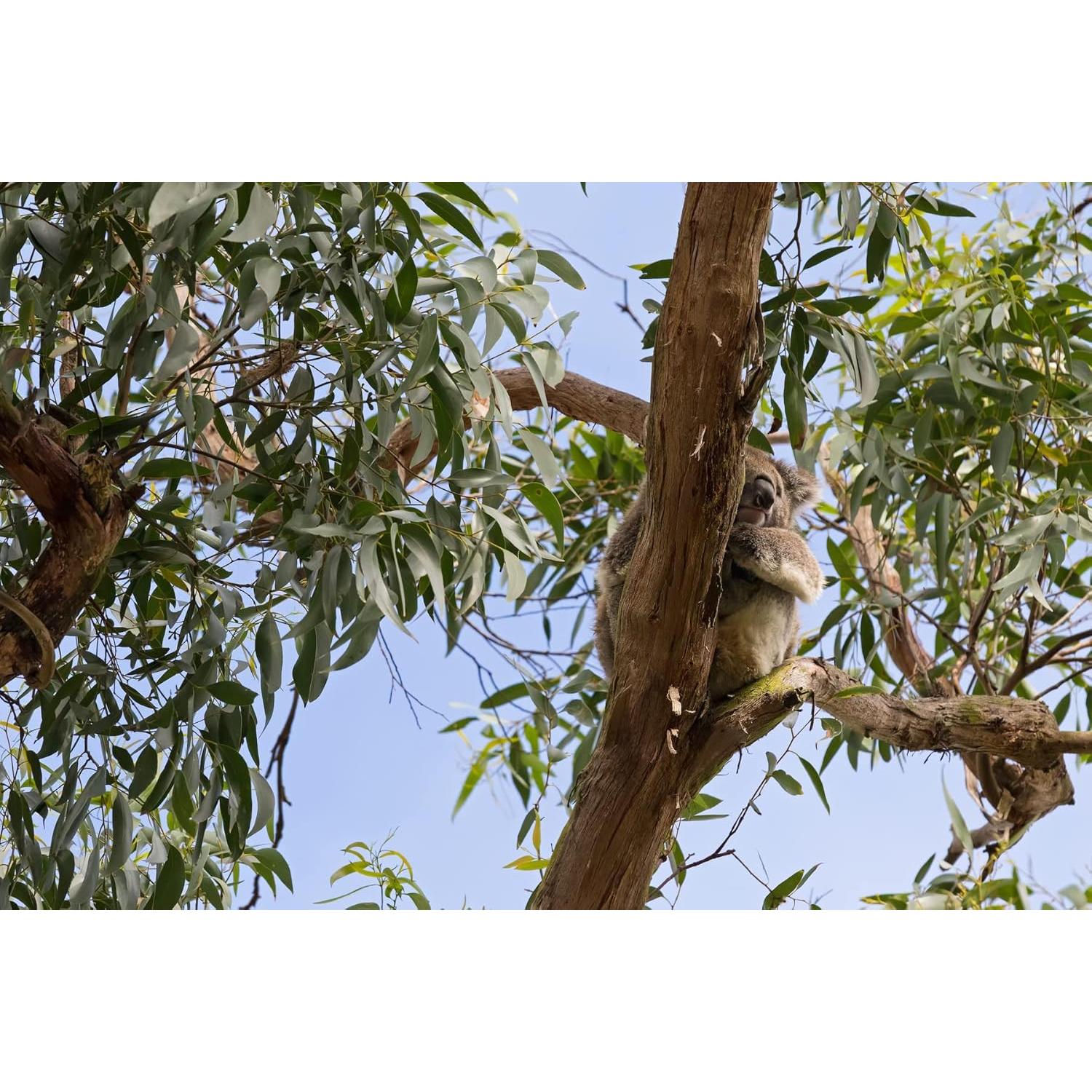 Jabón Desodorante Natural de Caqui Ladybug 6 Barras 184g