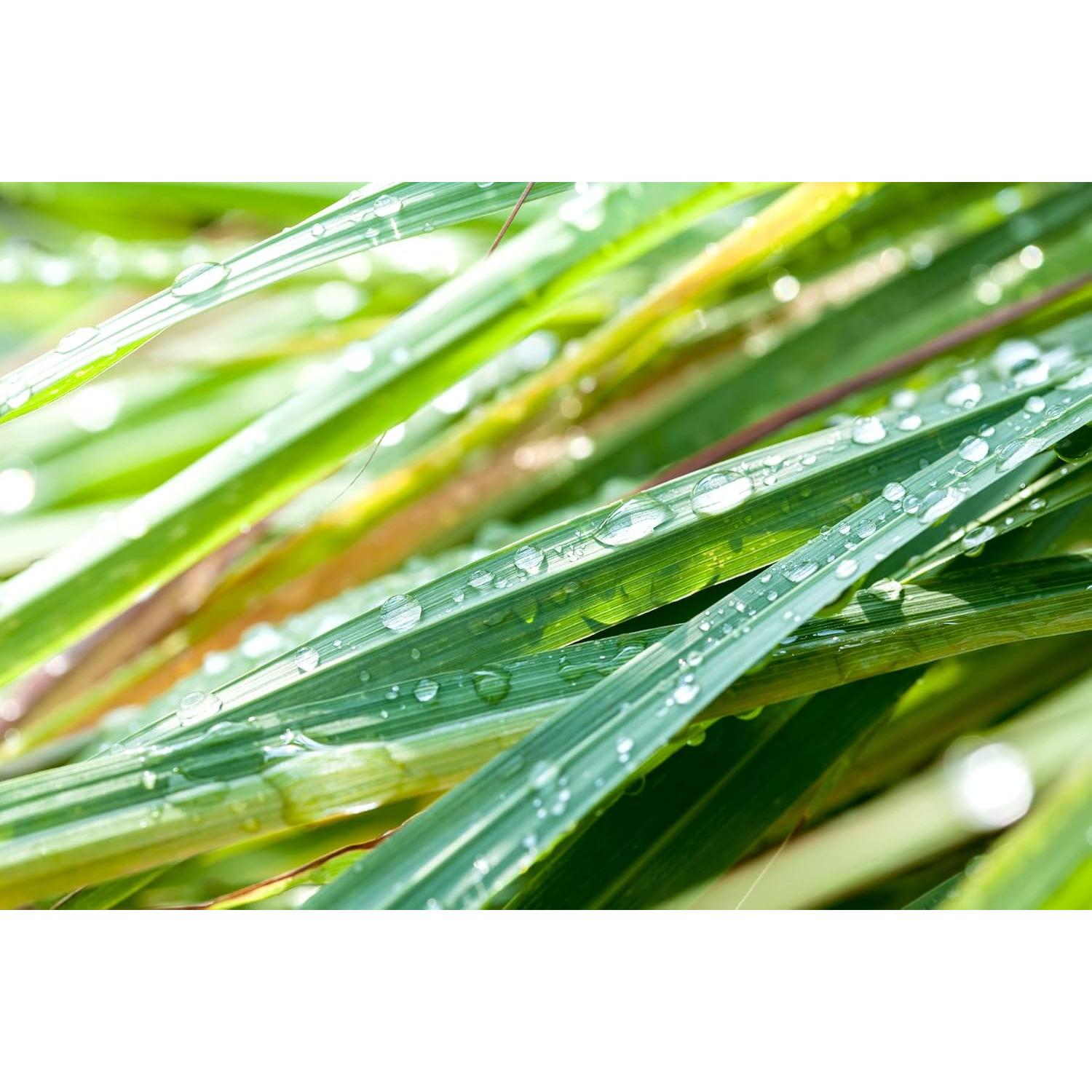 Jabón Desodorante Natural de Caqui Ladybug 6 Barras 184g