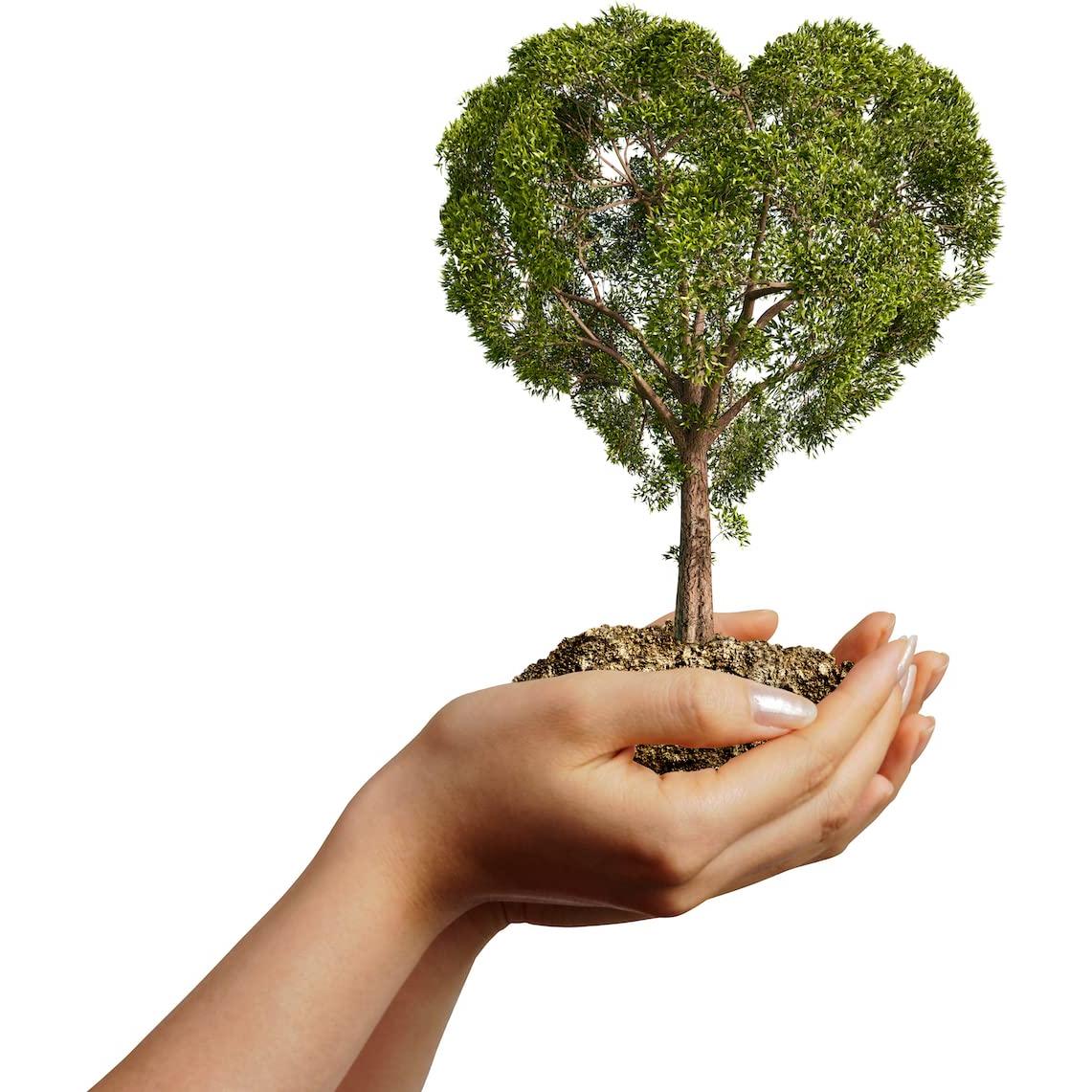 Jabón Desodorante Natural de Caqui Ladybug 6 Barras 184g