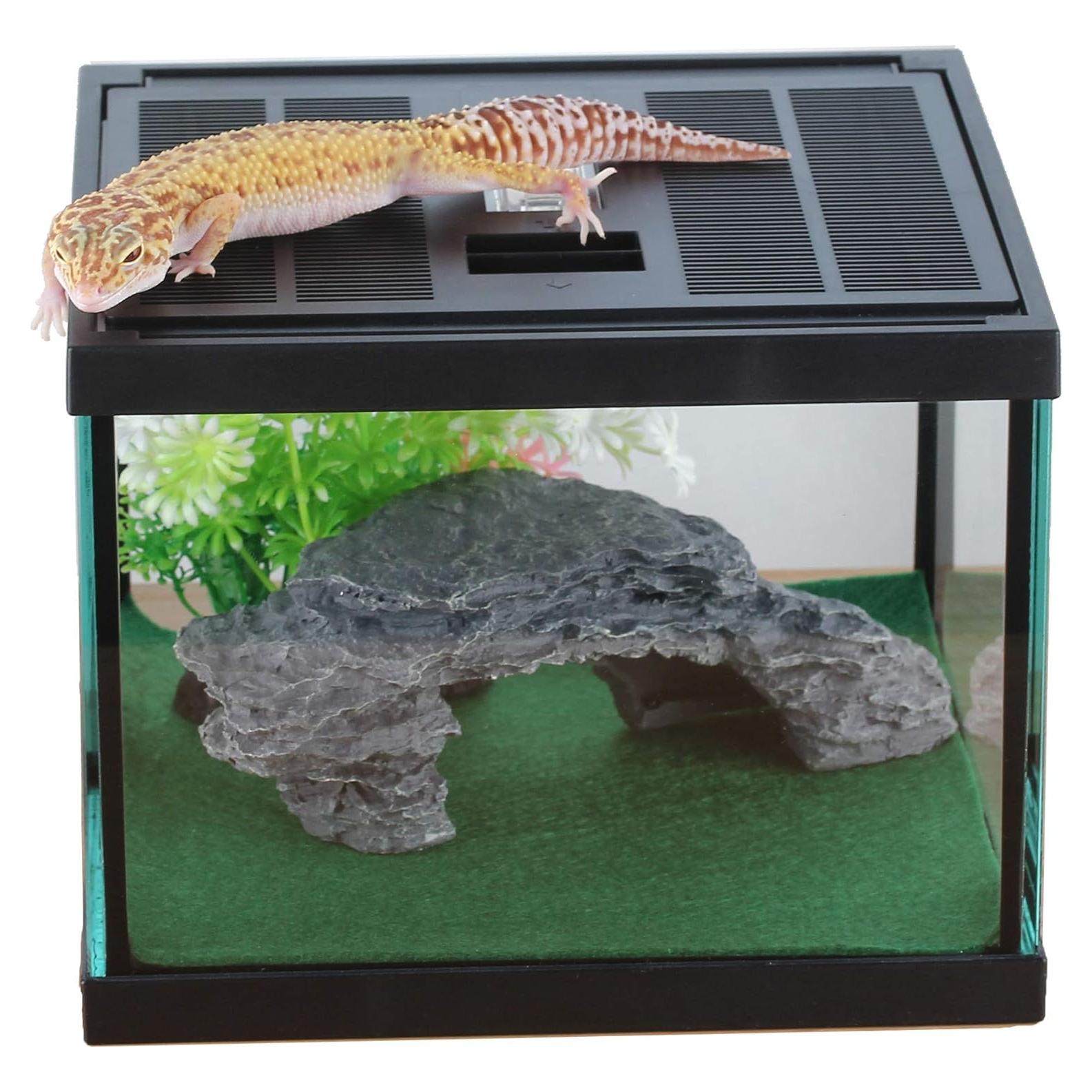 Terrario de Vidrio Crapelles para Arañas y Insectos 19.81x19.81cm