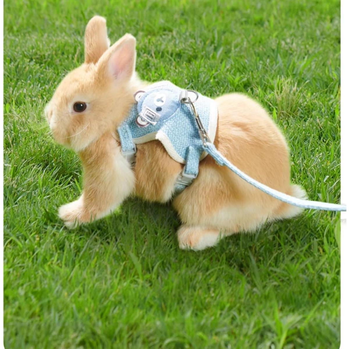 Conjunto Arnés y Correa Ajustable Copfeu para Conejos Azul