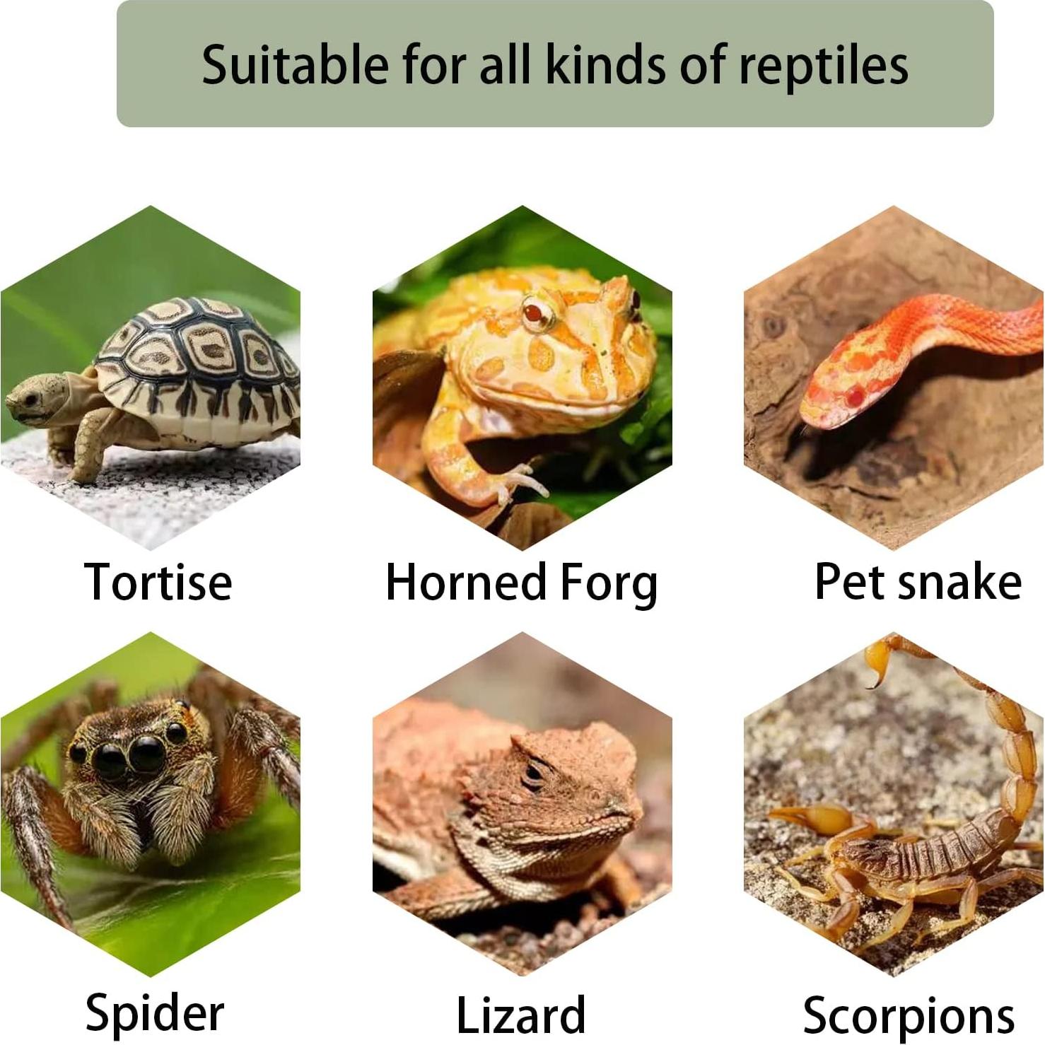 Plataforma de Sol para Tortugas Kathson - Rampa Escalonada 15 cm