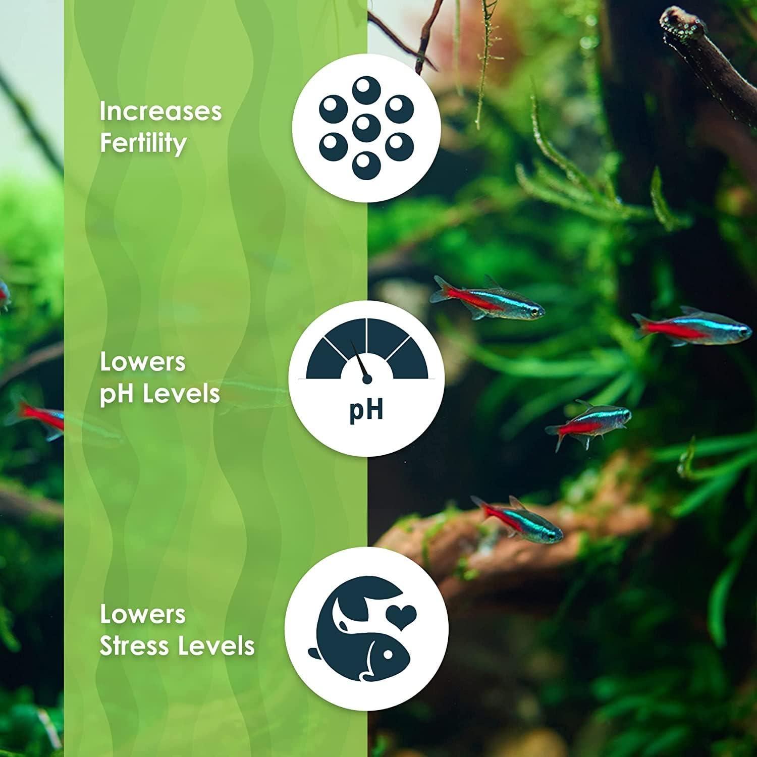 Hojas de Almendra India Catappa SunGrow 50 Pcs para Acuario