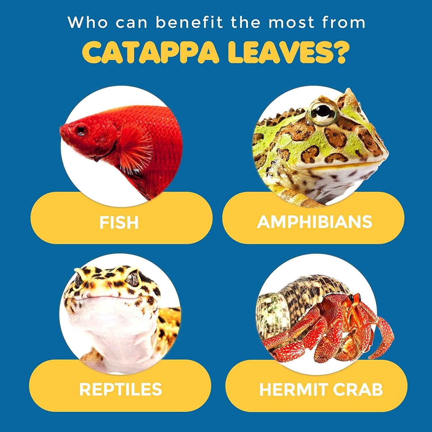 Hojas de Almendra India Catappa SunGrow 50 Pcs para Acuario