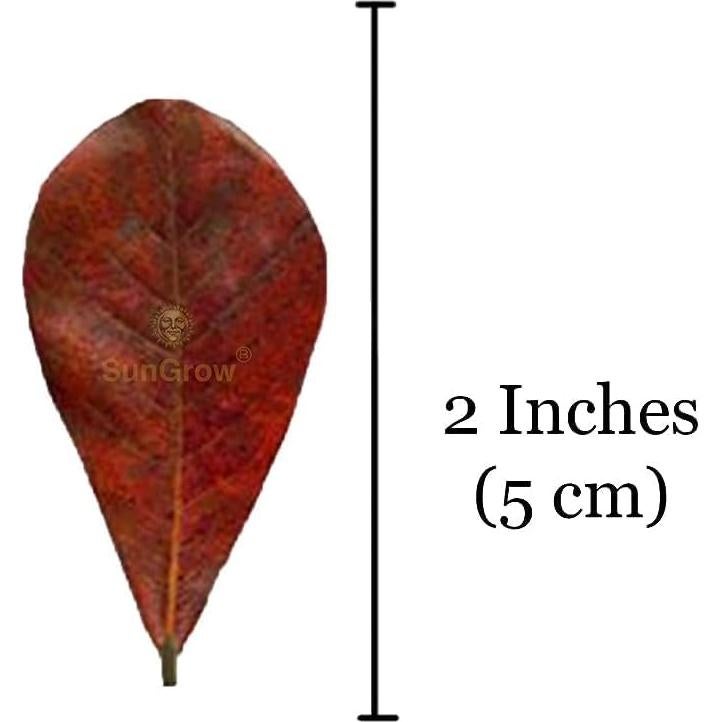 Hojas de Almendra India Catappa SunGrow 50 Pcs para Acuario