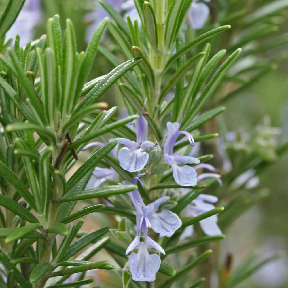 Aceite Esencial de Romero ct Camphor Aromatics 5ml Puro