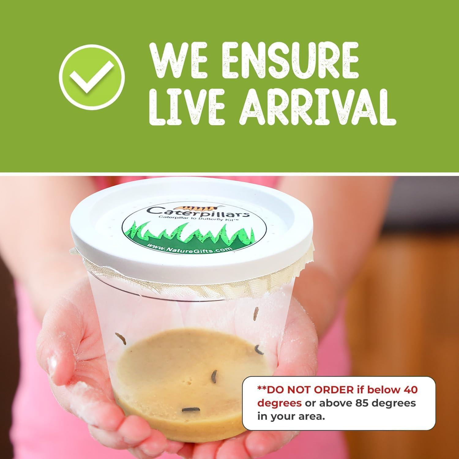 Kit de Criar Mariposas Vivas Nature Gift Store - 5 Orugas + Jaula 30cm