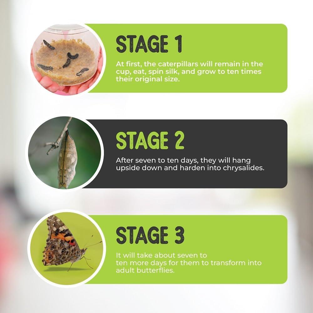 Kit de Criar Mariposas Vivas Nature Gift Store - 5 Orugas + Jaula 30cm