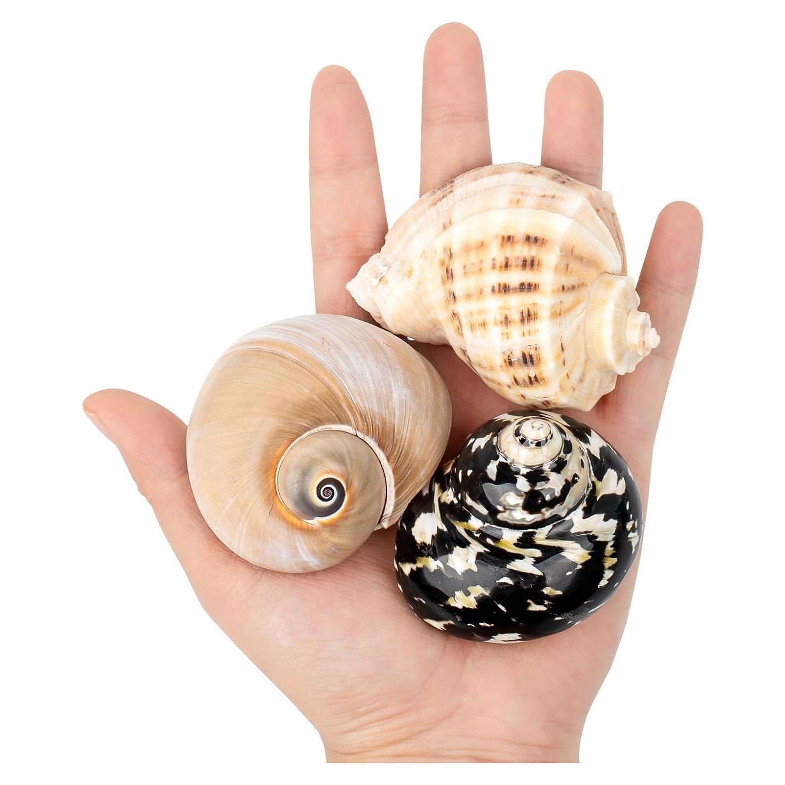 Conchas de Cangrejo Ermitaño QICQDRAM Medianas a Grandes 5.8-7.9cm