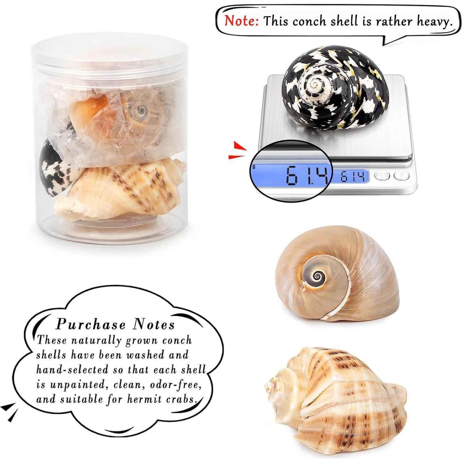 Conchas de Cangrejo Ermitaño QICQDRAM Medianas a Grandes 5.8-7.9cm