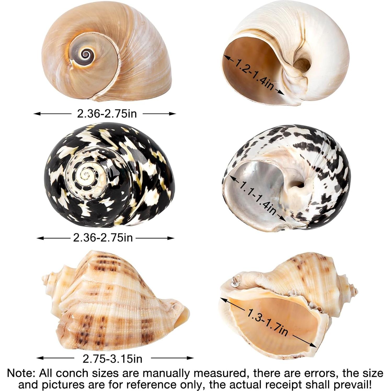 Conchas de Cangrejo Ermitaño QICQDRAM Medianas a Grandes 5.8-7.9cm