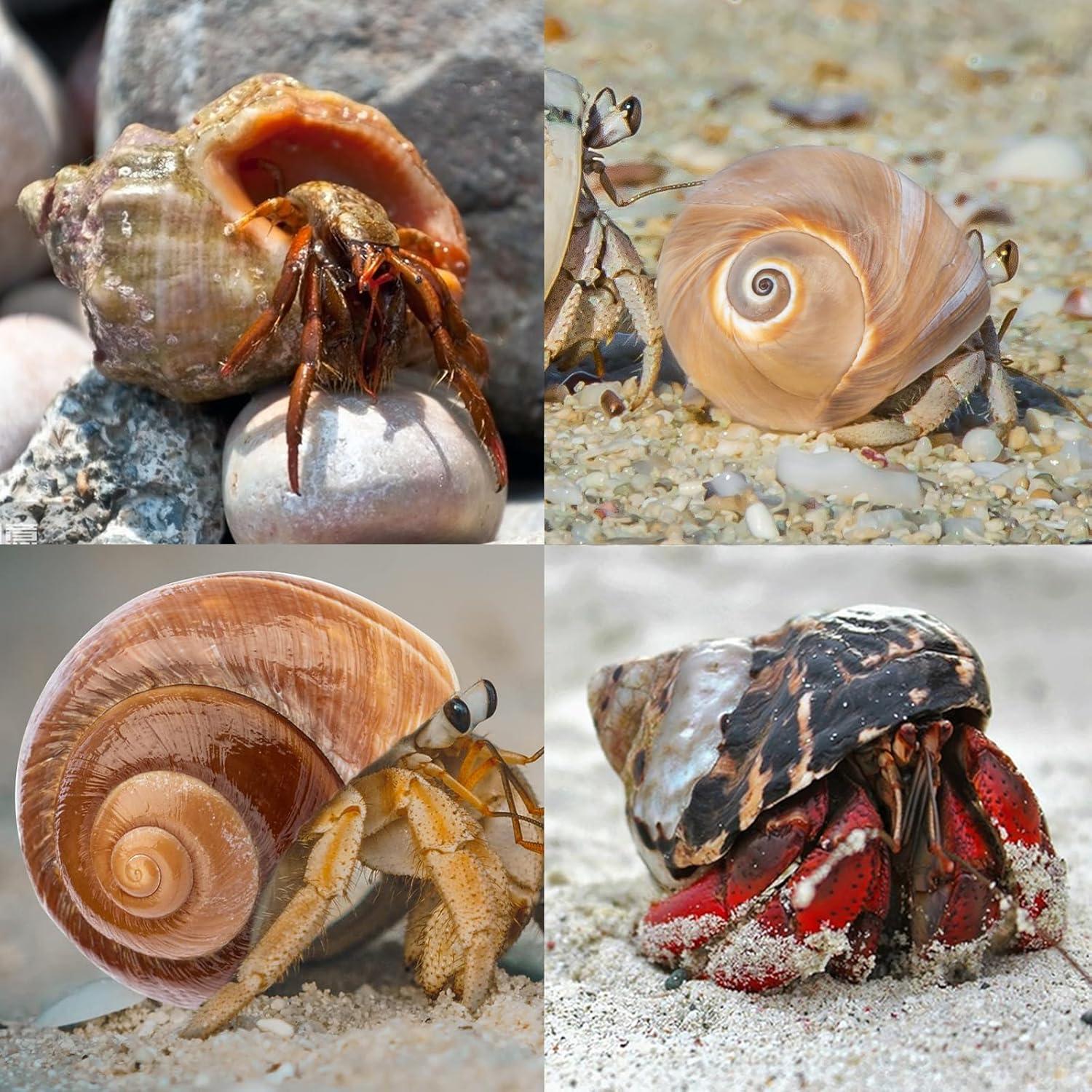 Conchas de Cangrejo Ermitaño QICQDRAM Medianas a Grandes 5.8-7.9cm