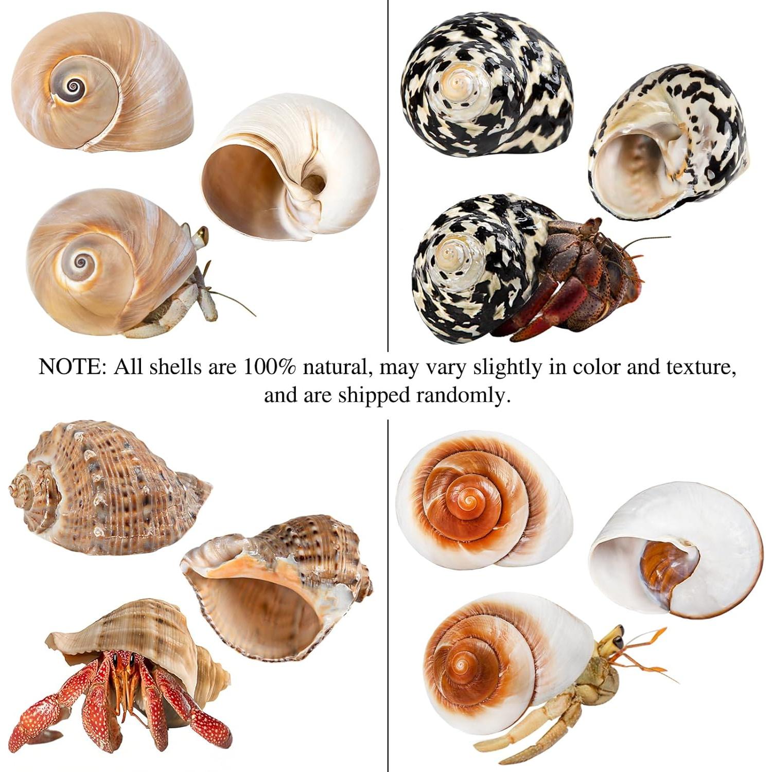 Conchas de Cangrejo Ermitaño QICQDRAM Medianas a Grandes 5.8-7.9cm