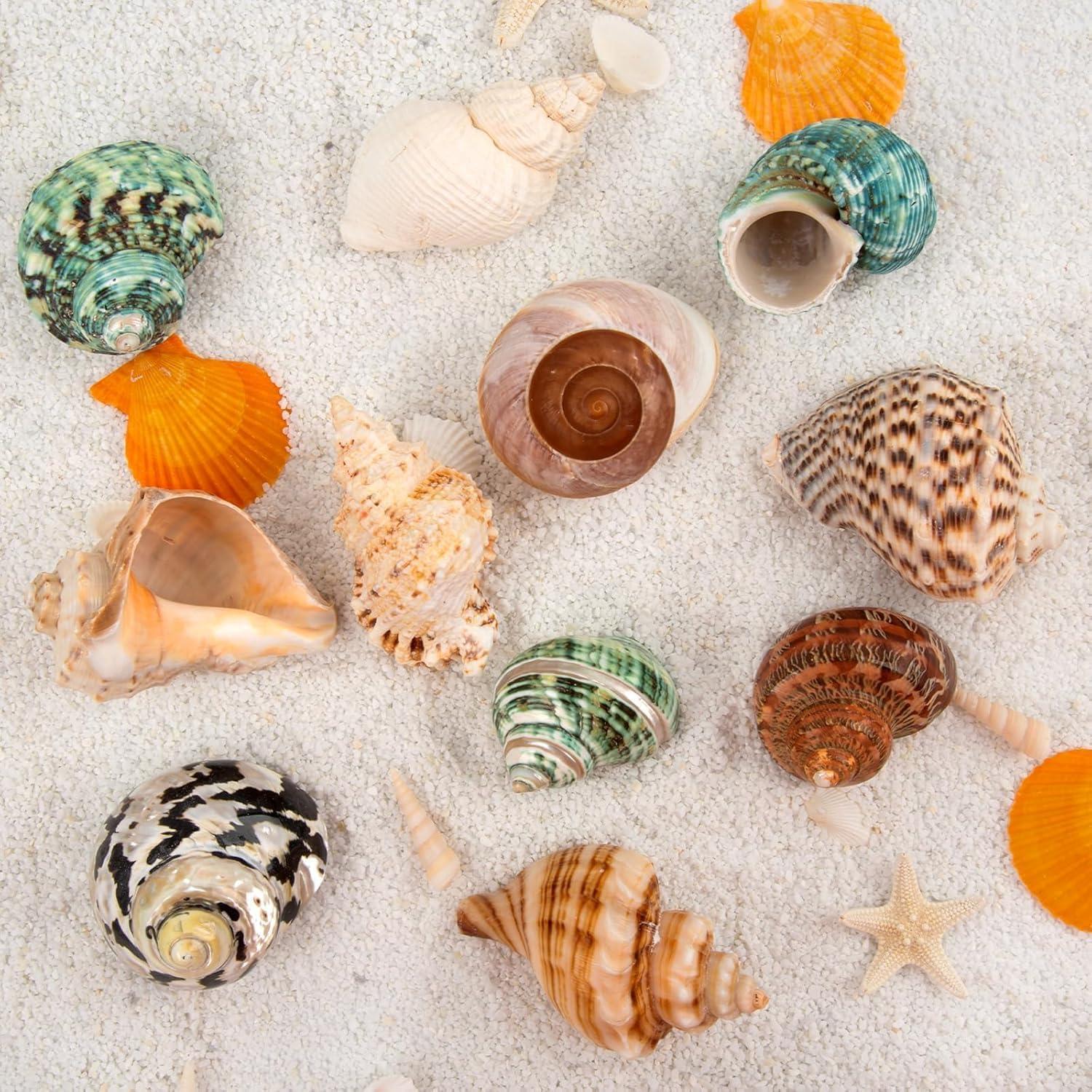 Conchas de Cangrejo Ermitaño QICQDRAM Medianas a Grandes 5.8-7.9cm