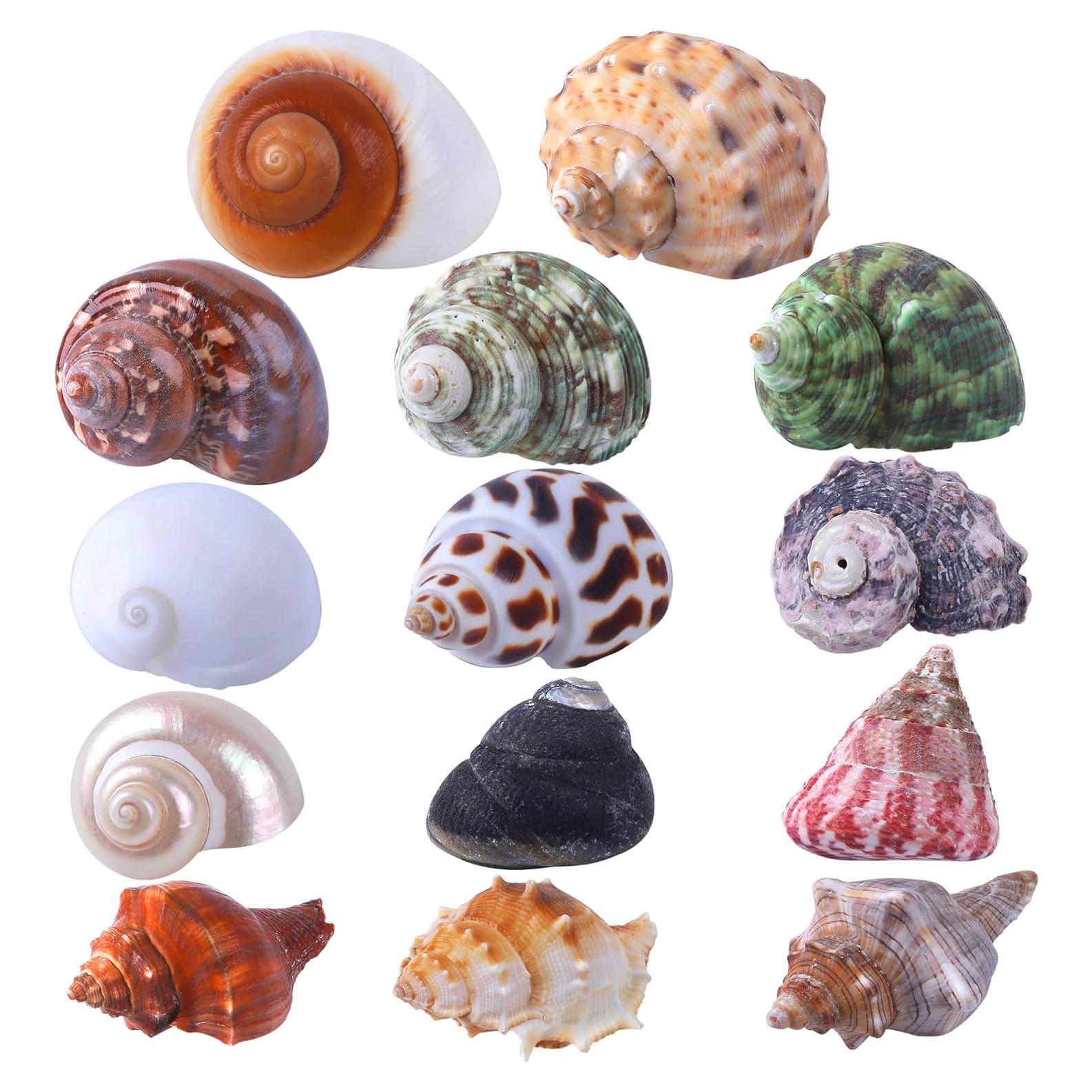 Conchas de Cangrejo Ermitaño 14PCS PPCLION Tamaños 2.54-8.89cm