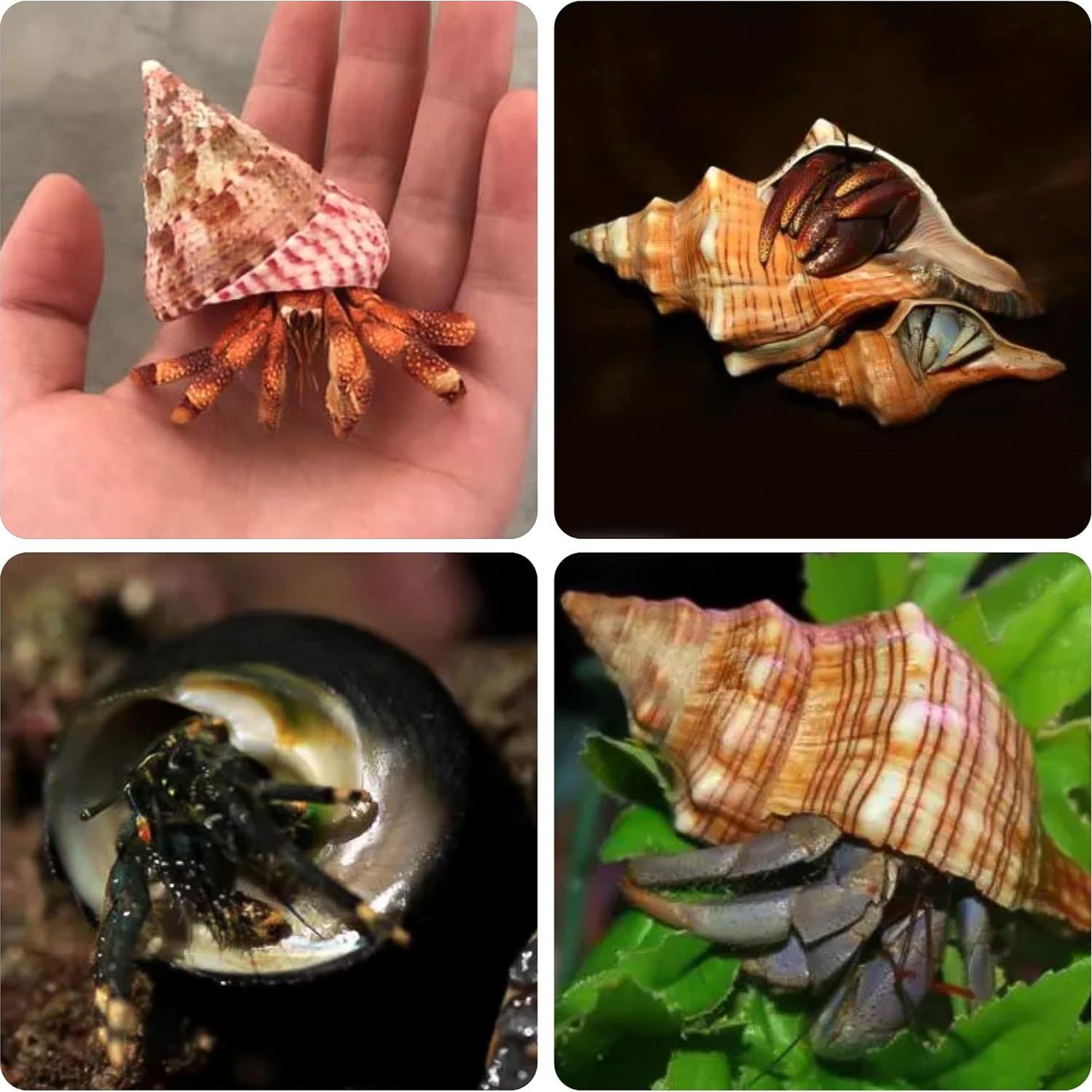 Conchas de Cangrejo Ermitaño 14PCS PPCLION Tamaños 2.54-8.89cm