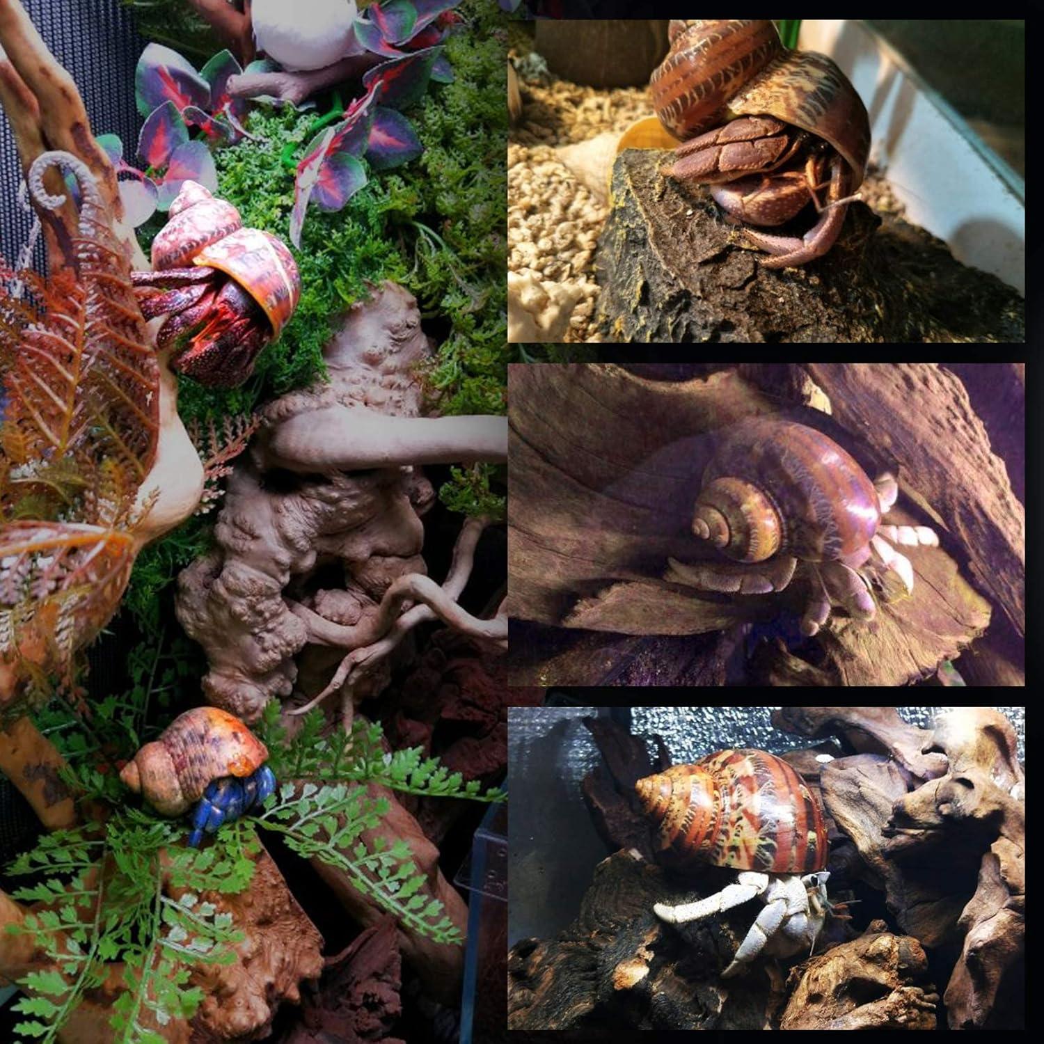 Conchas de Cangrejo Ermitaño 14PCS PPCLION Tamaños 2.54-8.89cm