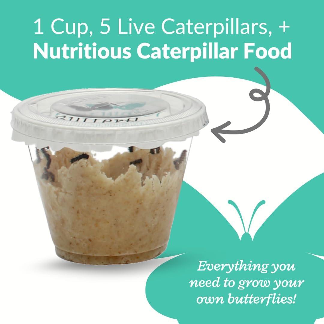 Kit de Crecimiento de Mariposas Clearwater - 5 Orugas Vivas