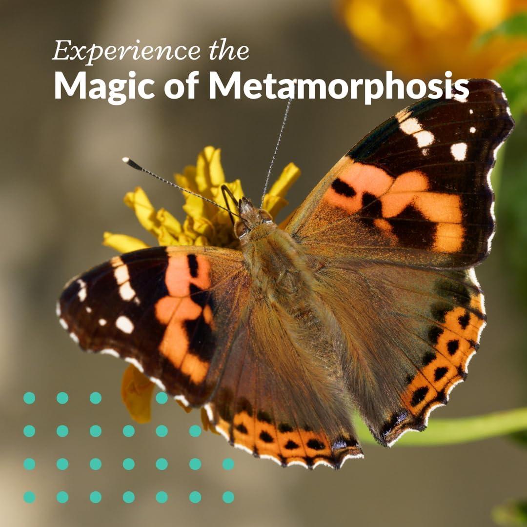 Kit de Crecimiento de Mariposas Clearwater - 5 Orugas Vivas