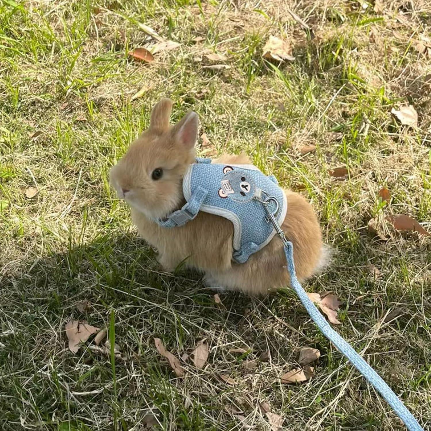 Juego de Arnés y Correa Ajustable Wallspet para Conejos Azul