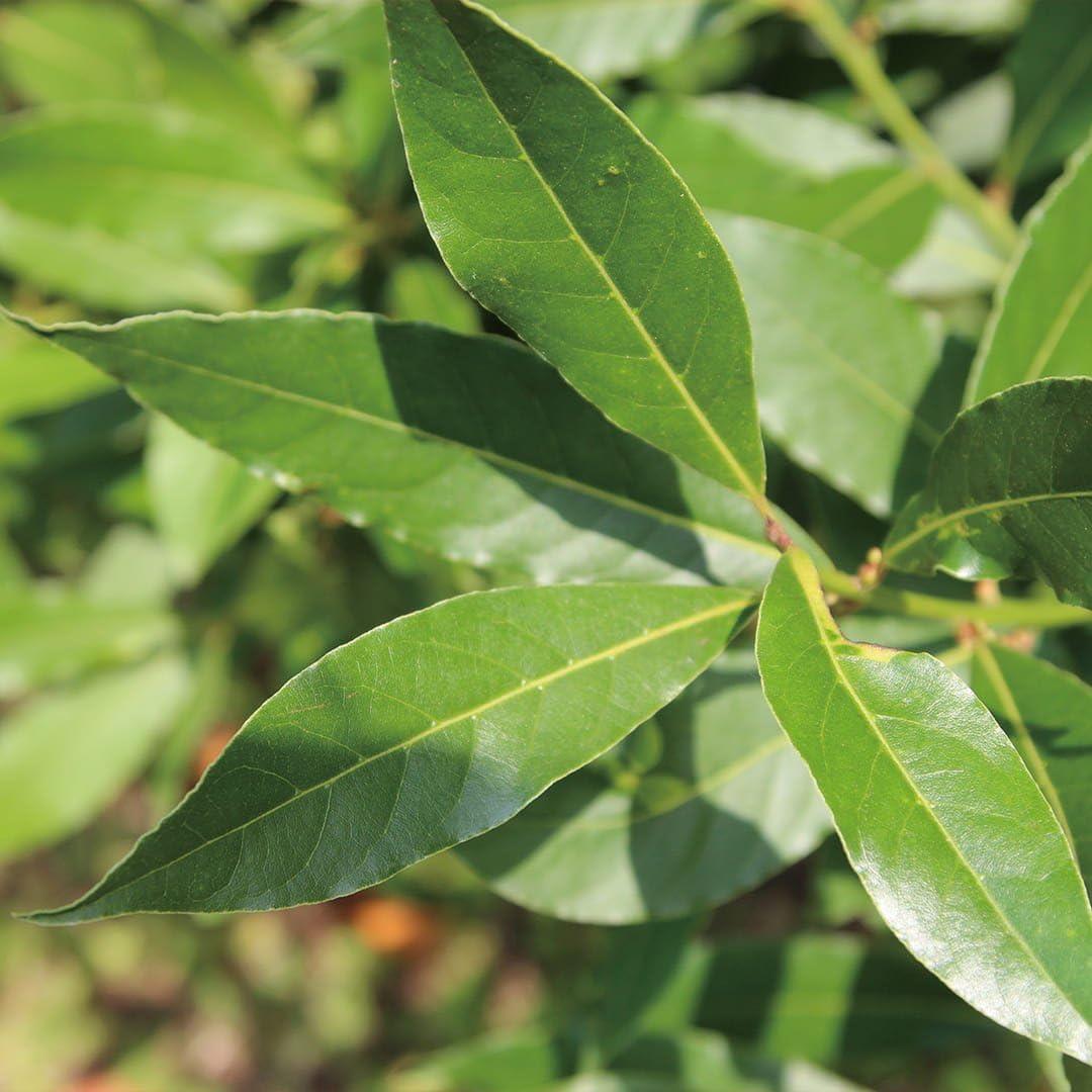 Hidrosol de Laurel de Bahía Aromatics International 100ml