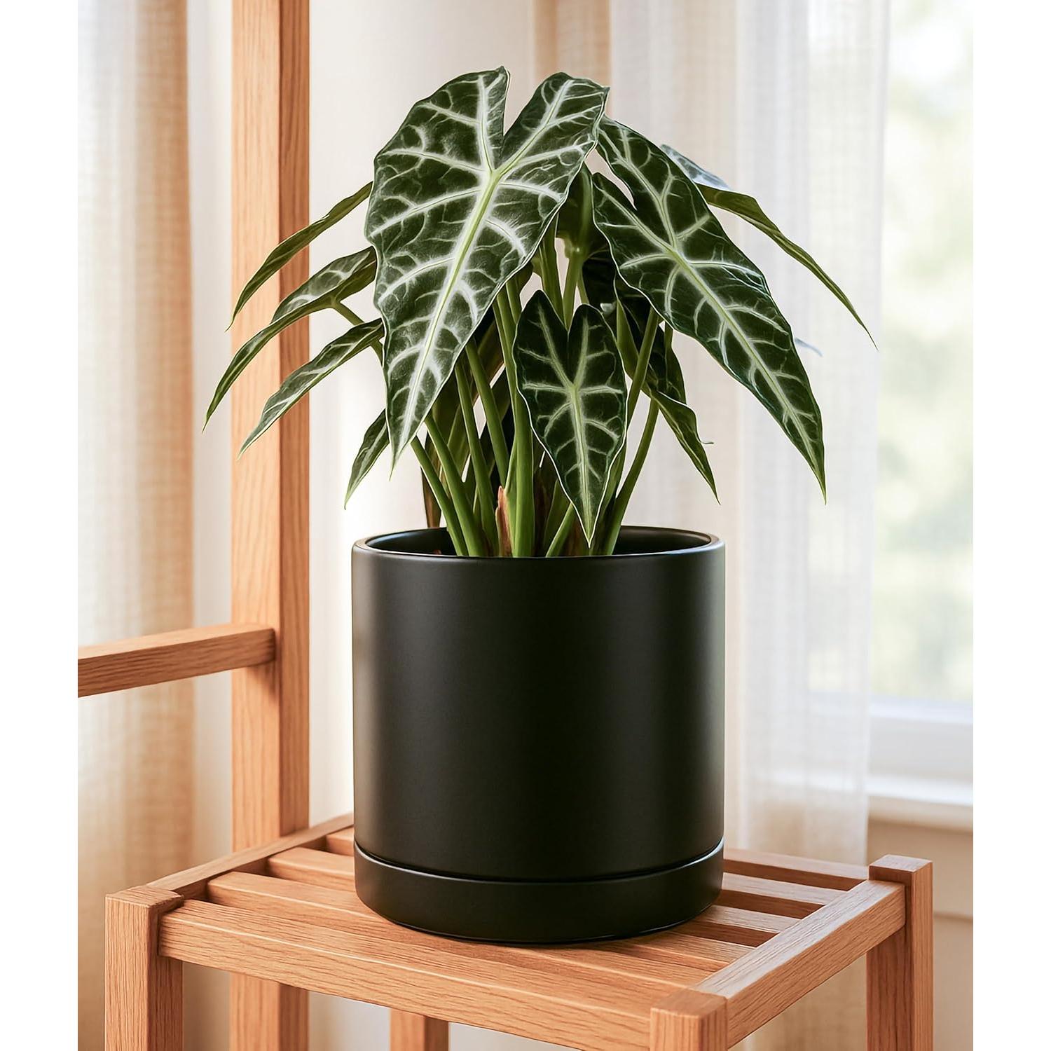 Maceta de Cerámica D'vine Dev 25.4 cm con Plato y Drenaje