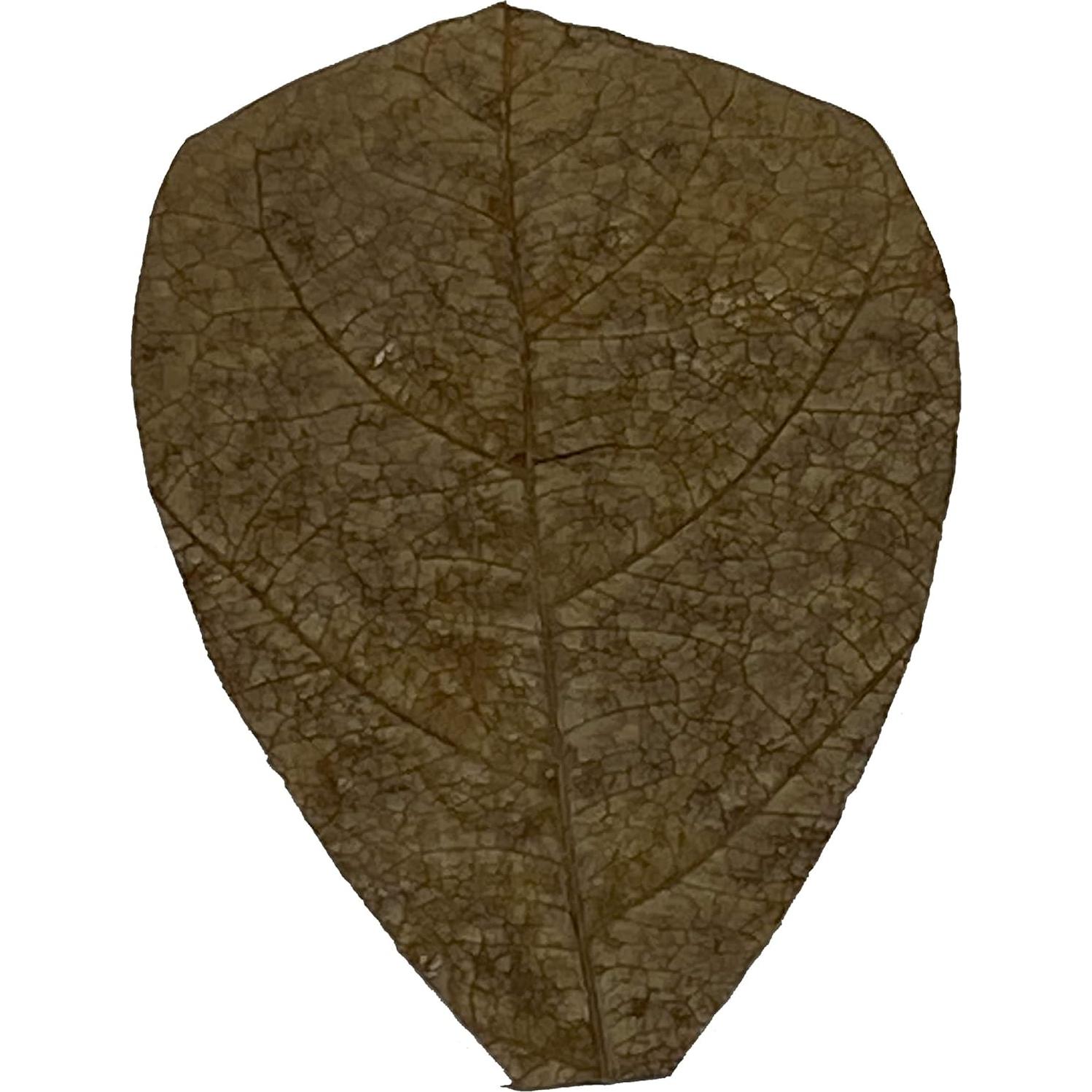 Hojas de Almendra India Catappa Mini 2 en 25 Pk para Betta y Camarones