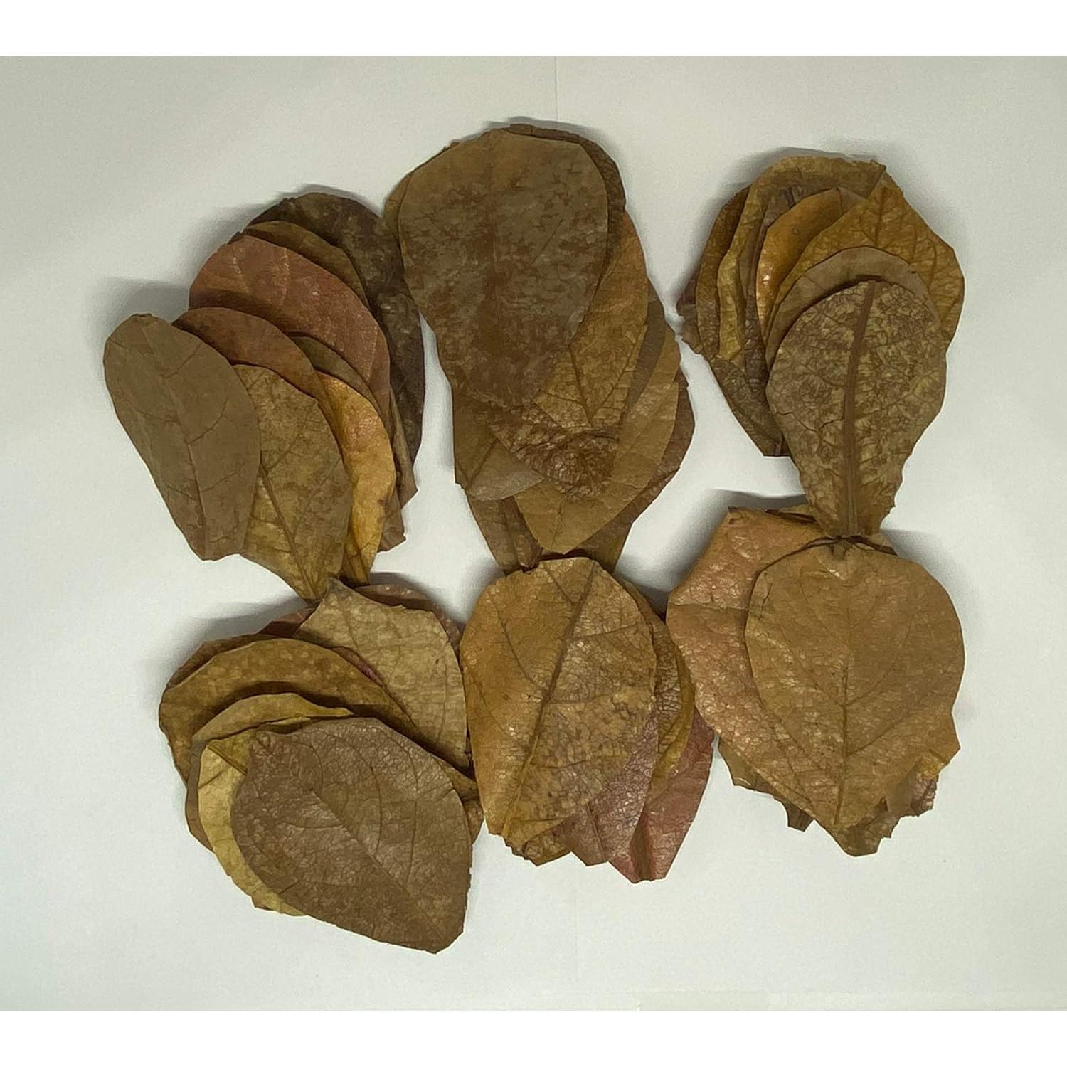 Hojas de Almendra India Catappa Mini 2 en 25 Pk para Betta y Camarones