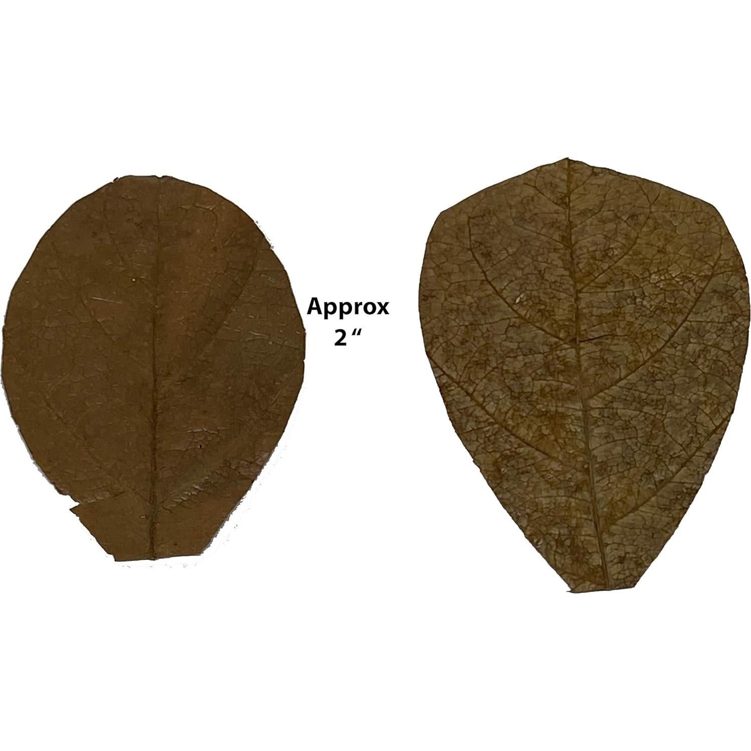 Hojas de Almendra India Catappa Mini 2 en 25 Pk para Betta y Camarones