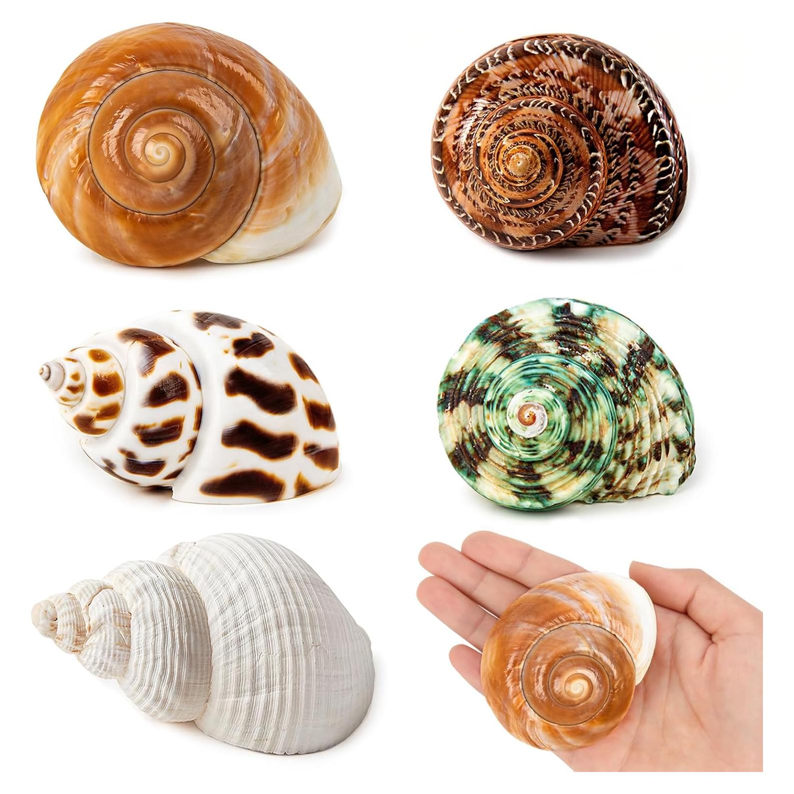 5 Conchas de Cangrejo Ermitaño Naturales Medianas y Grandes