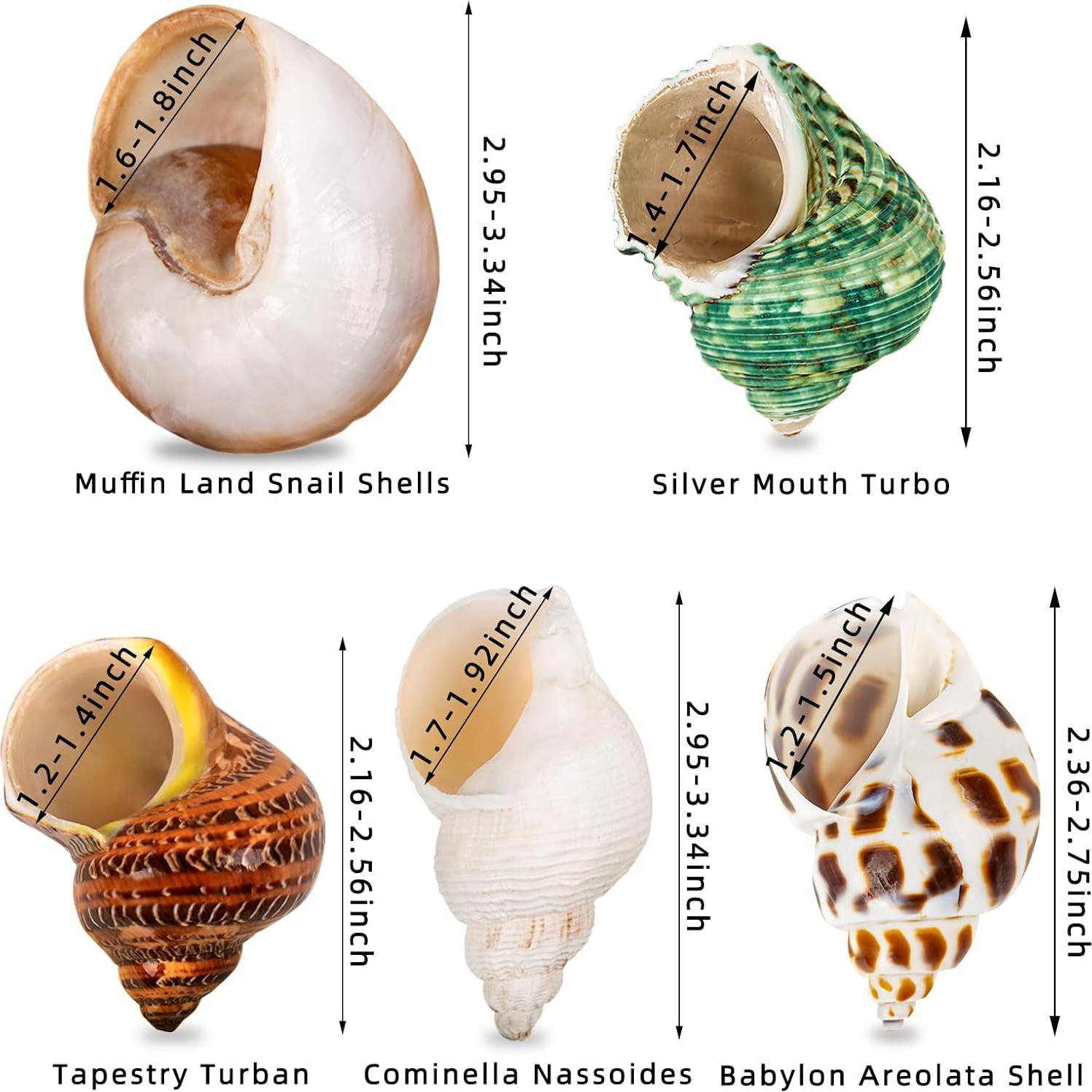 5 Conchas de Cangrejo Ermitaño Naturales Medianas y Grandes