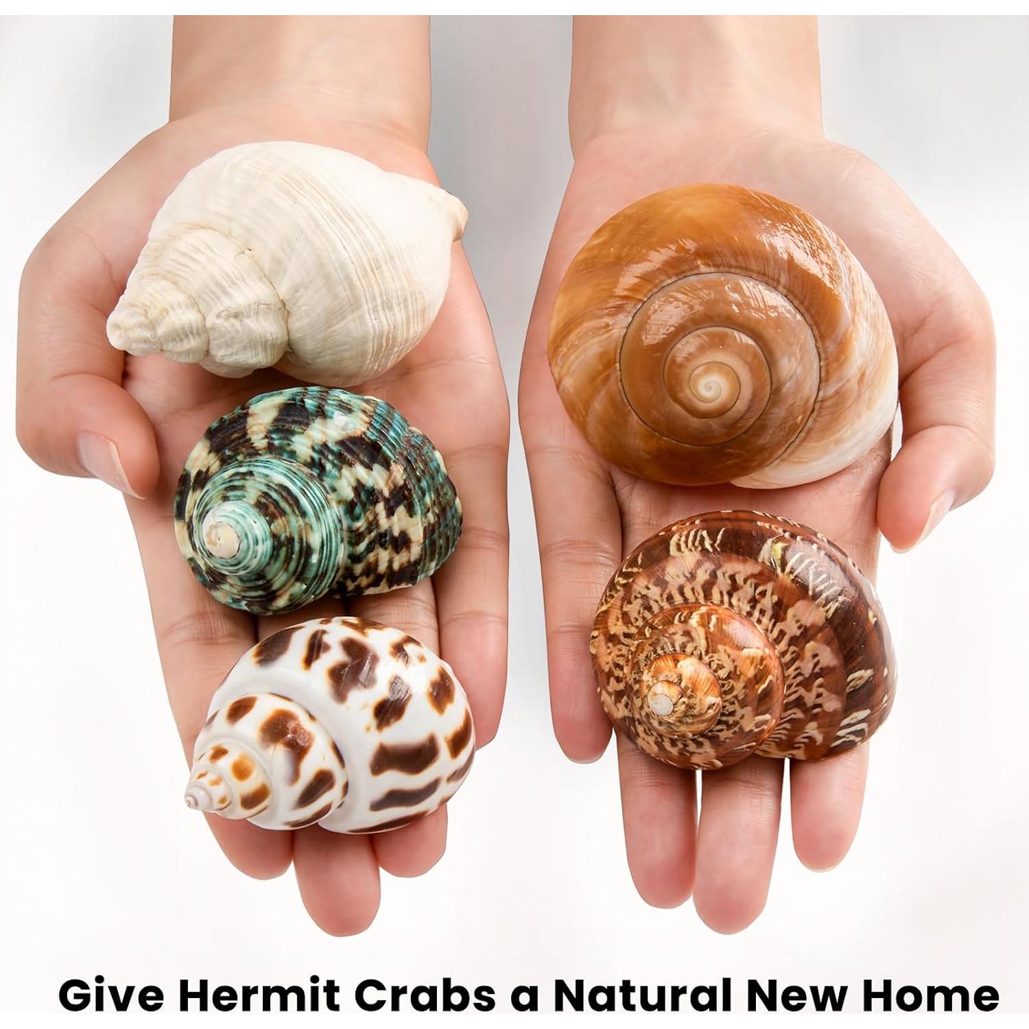 5 Conchas de Cangrejo Ermitaño Naturales Medianas y Grandes