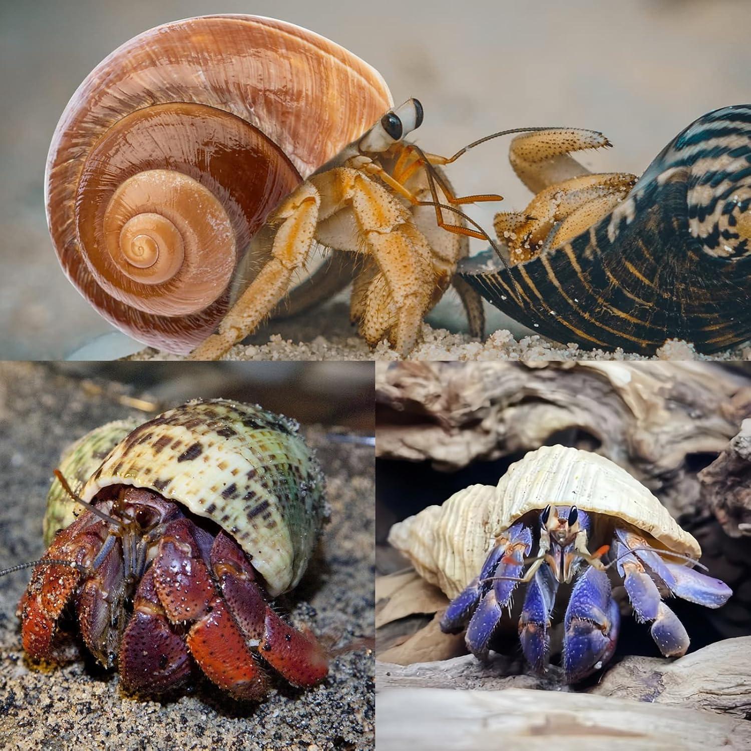 5 Conchas de Cangrejo Ermitaño Naturales Medianas y Grandes