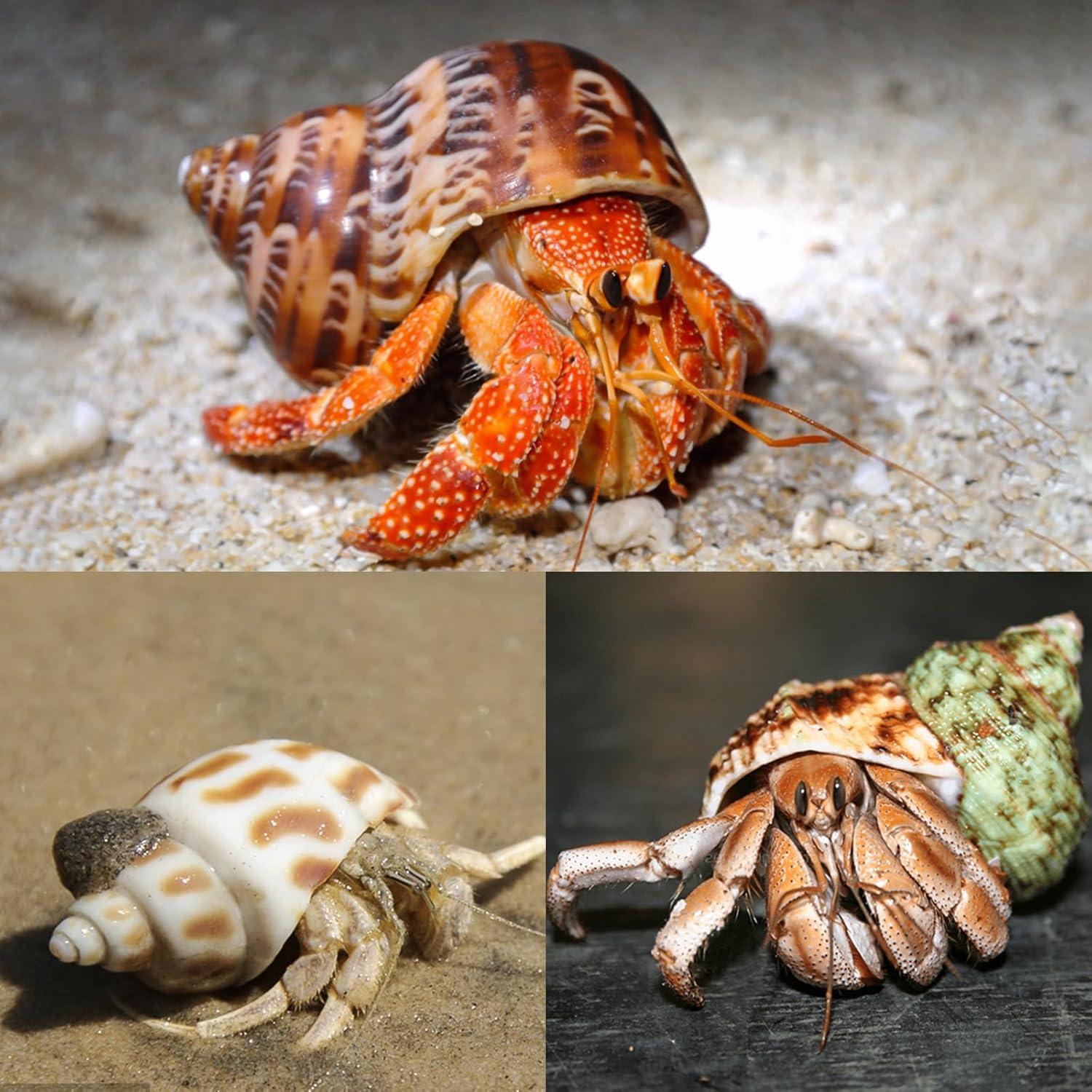 5 Conchas de Cangrejo Ermitaño Naturales Medianas y Grandes