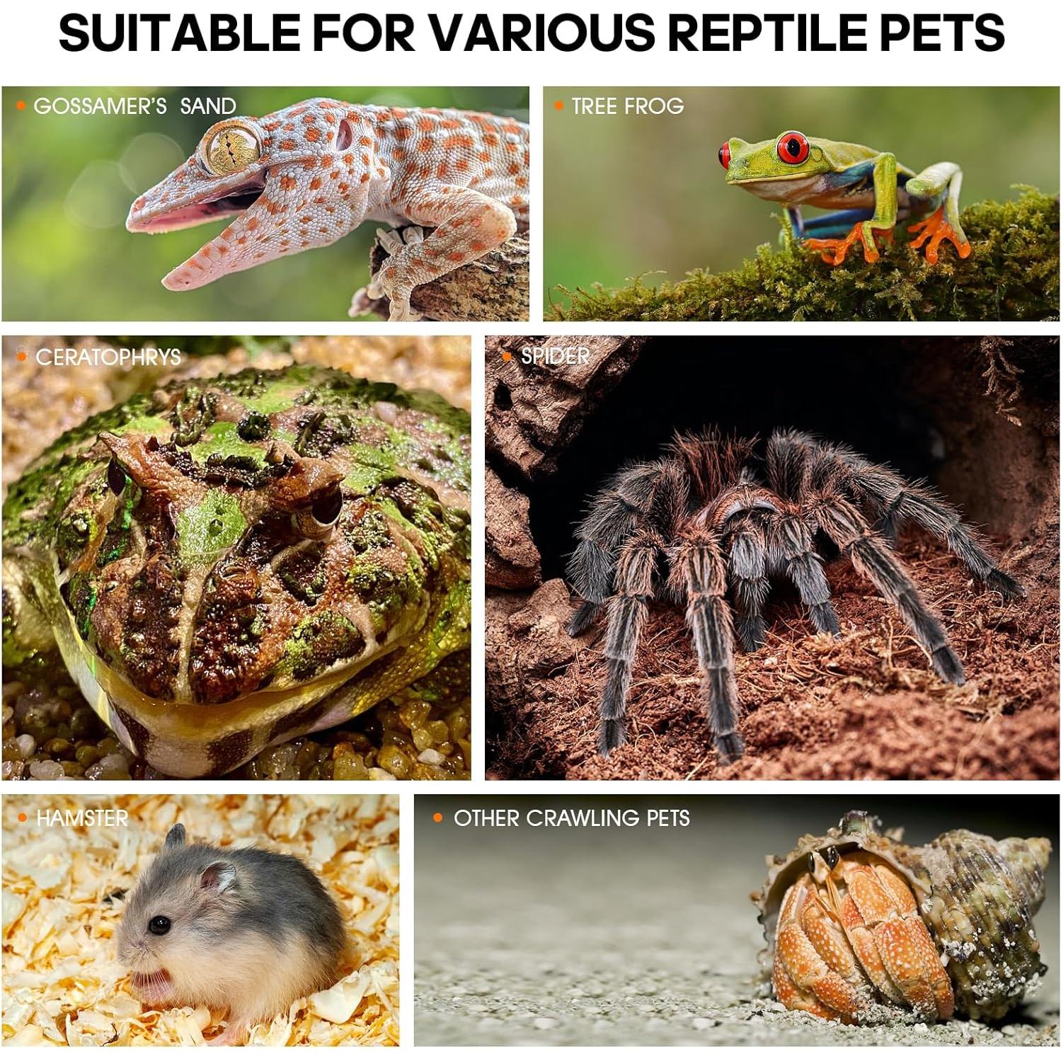 Terrario de Acrílico MYGIIKAKA 20x12x11 cm para Reptiles