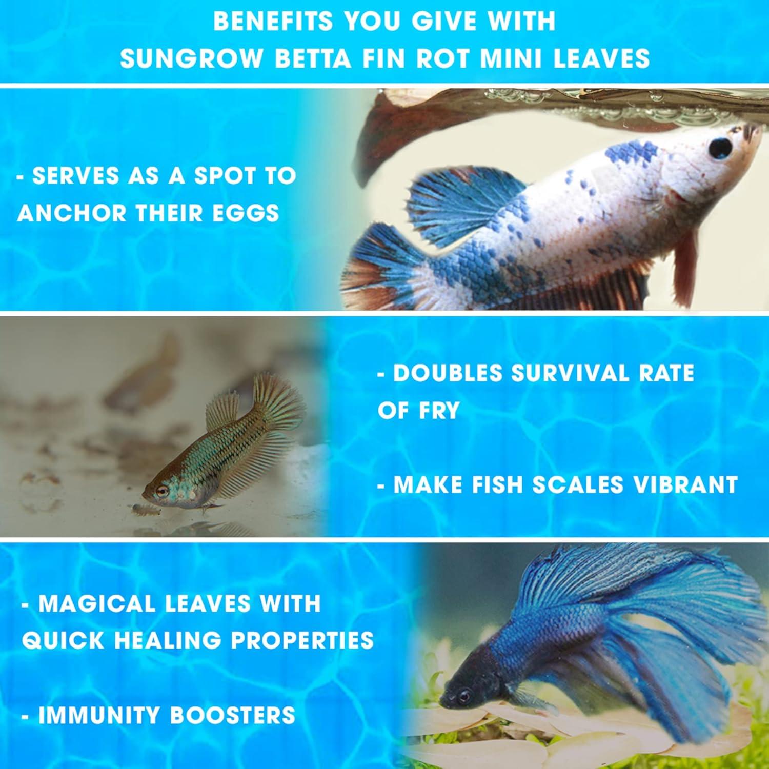 Hojas de Catappa SunGrow 50 pcs para Betta 5.08 cm